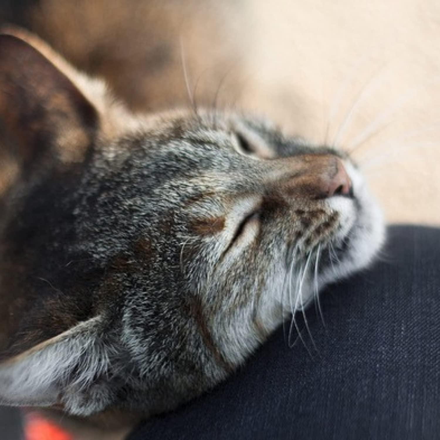 Meowijuana | 1 Oz. Premium Catnip Spray | Organic | High Potency | Use on Cat Toys, Teasers, and Scratchers | Grown in the USA image number 3