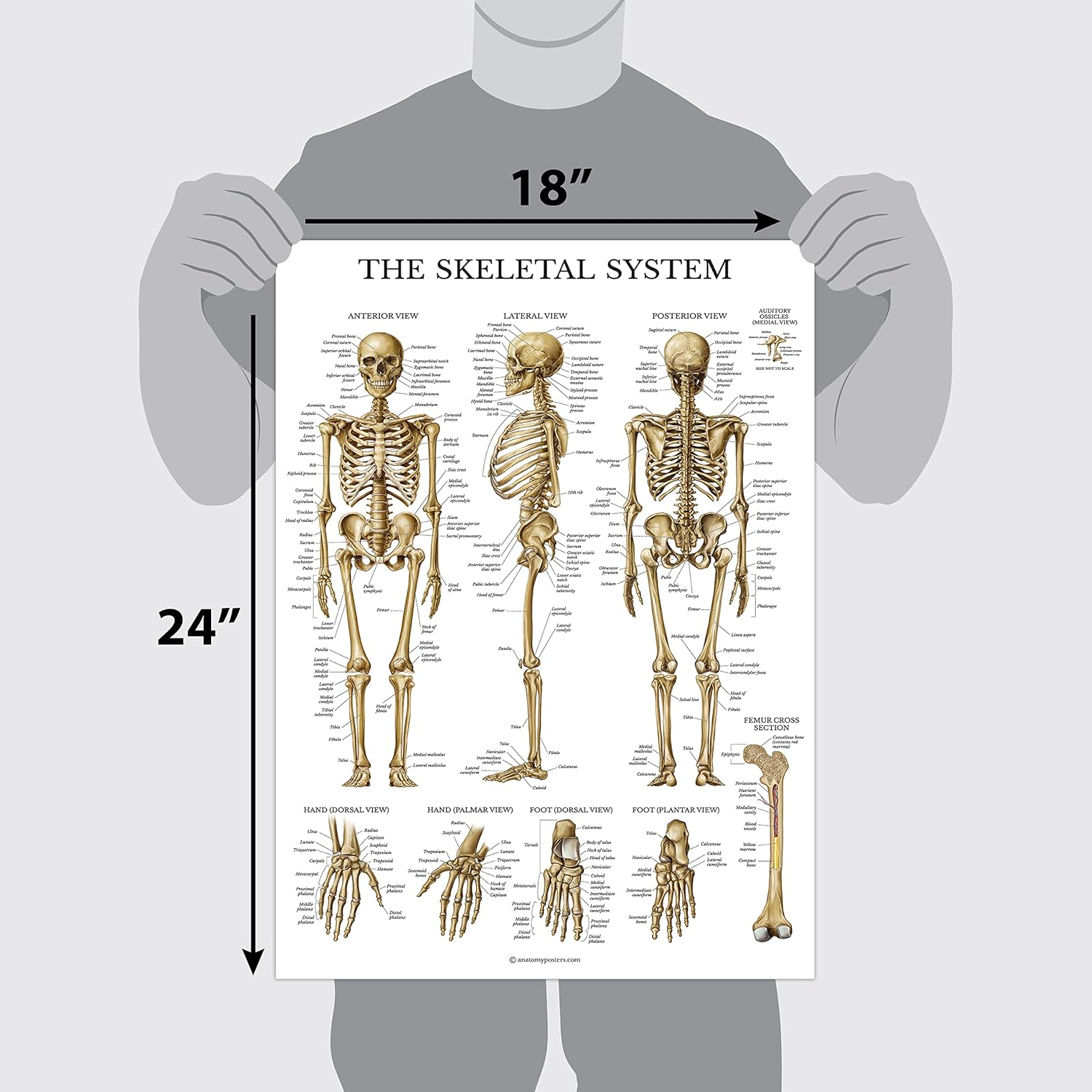 Palace Learning Muscular & Skeletal System Anatomical Poster Set - LAMINATED 2 Chart Set - Human Skeleton & Muscle Anatomy - (18 X 27) image number 1