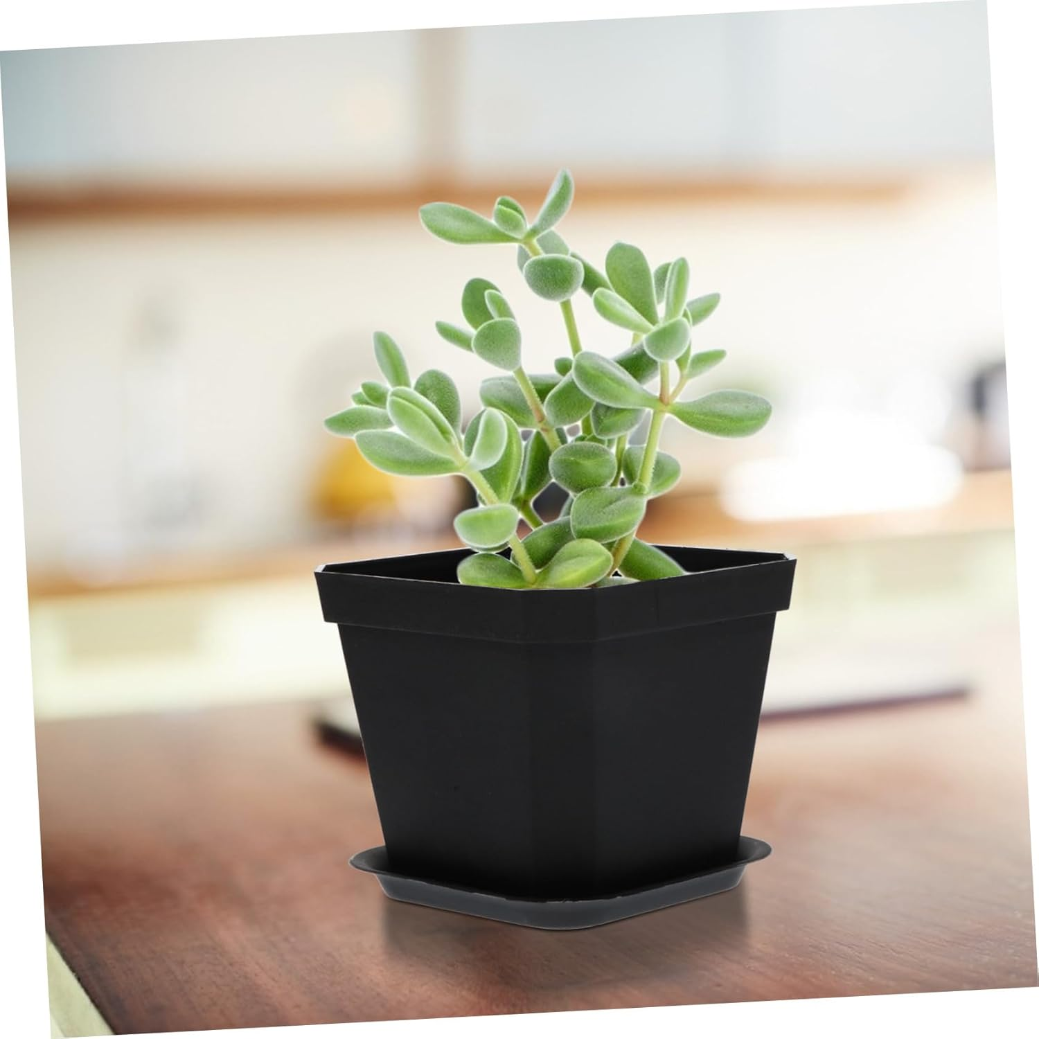 SUPVOX 10 Pcs Mini Succulent Flower Pots Plastic Plant Pots with Tray Thickened Seedling Containers for Plants Ferns Indoor Gardening - White image number 7