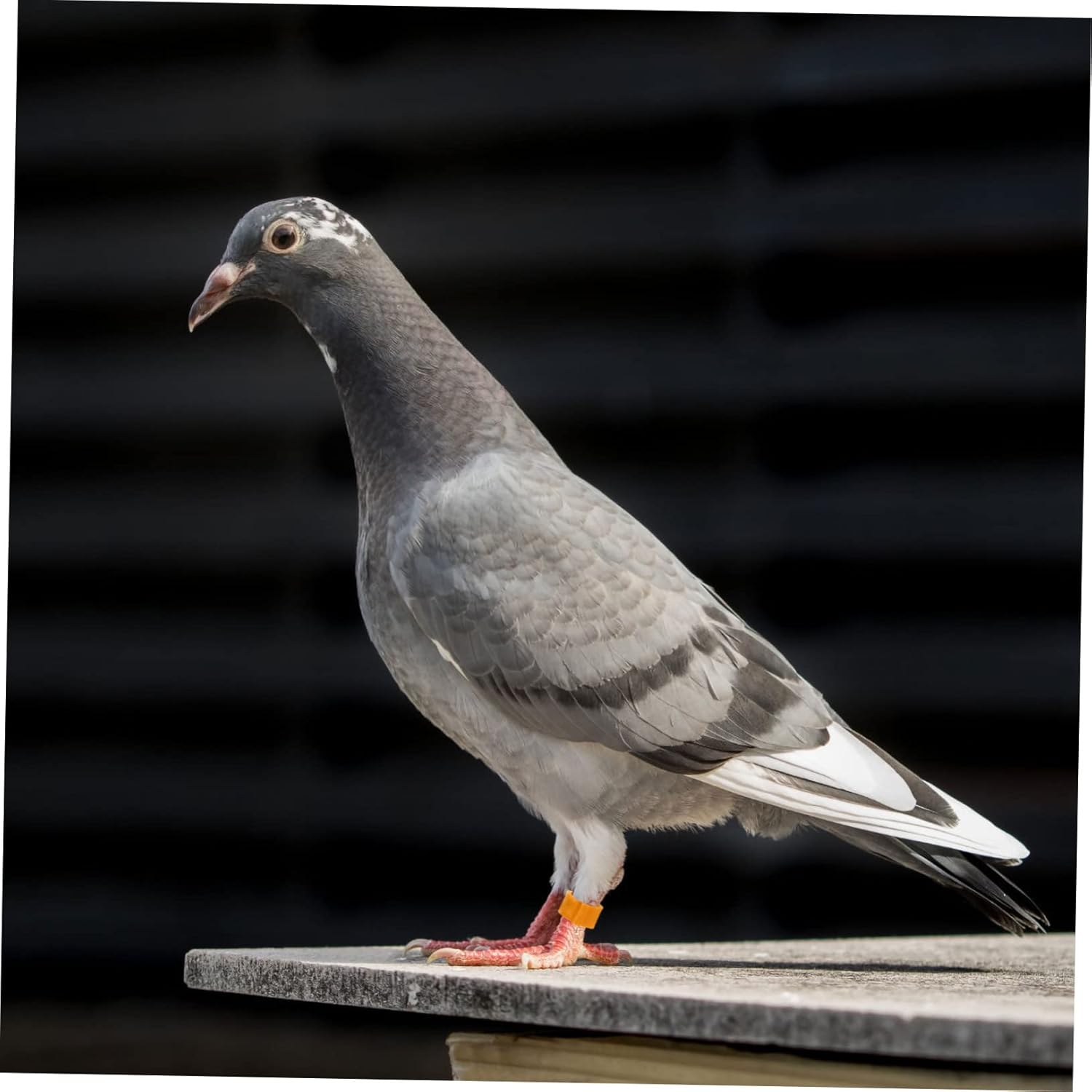 Yardwe 300Pcs Pigeon Foot Rings Plastic Bird Leg Bands for Identification for Pigeon Leg Banding and Random Color image number 6