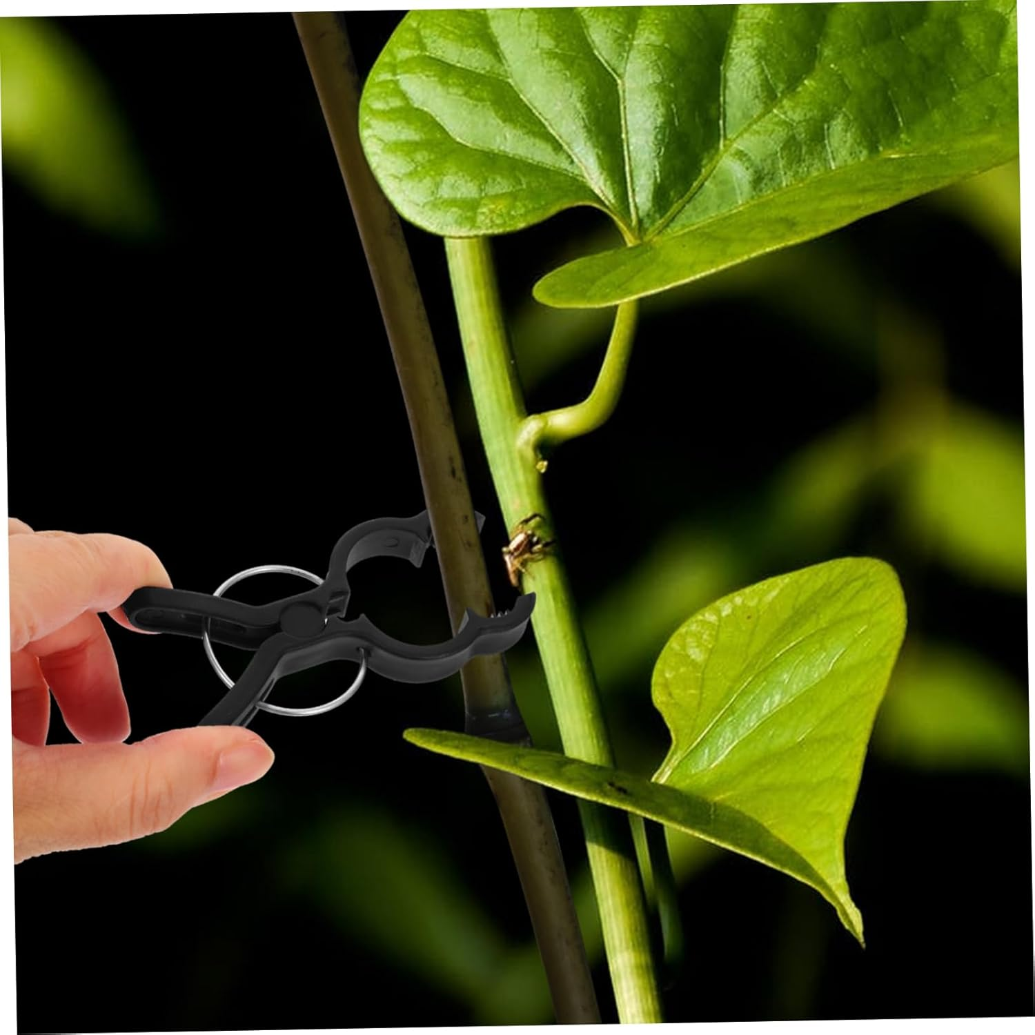 GAROZATION 20Pcs Plant Support Clips and Tomato Vine Clamps for Climbing Plants Black Garden Grafting Clips for Tomato Stakes and Flower Vines Supplies for Outdoor Gardening And