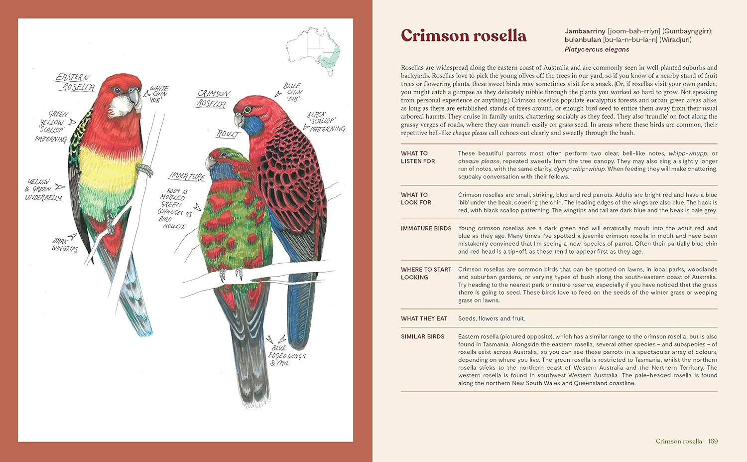 100 Australian Birds image number 4