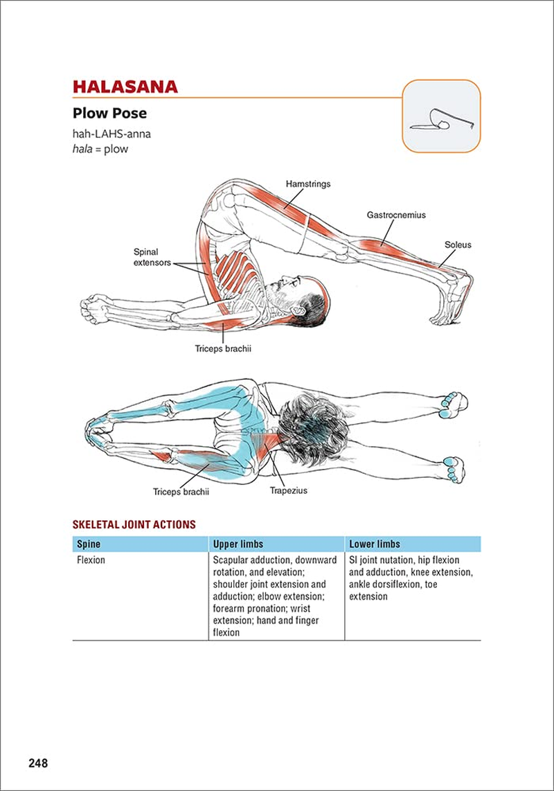 Yoga Anatomy image number 5