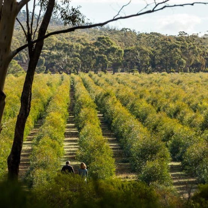 Bosisto'S Sensitive Laundry Powder 6Kg image number 3