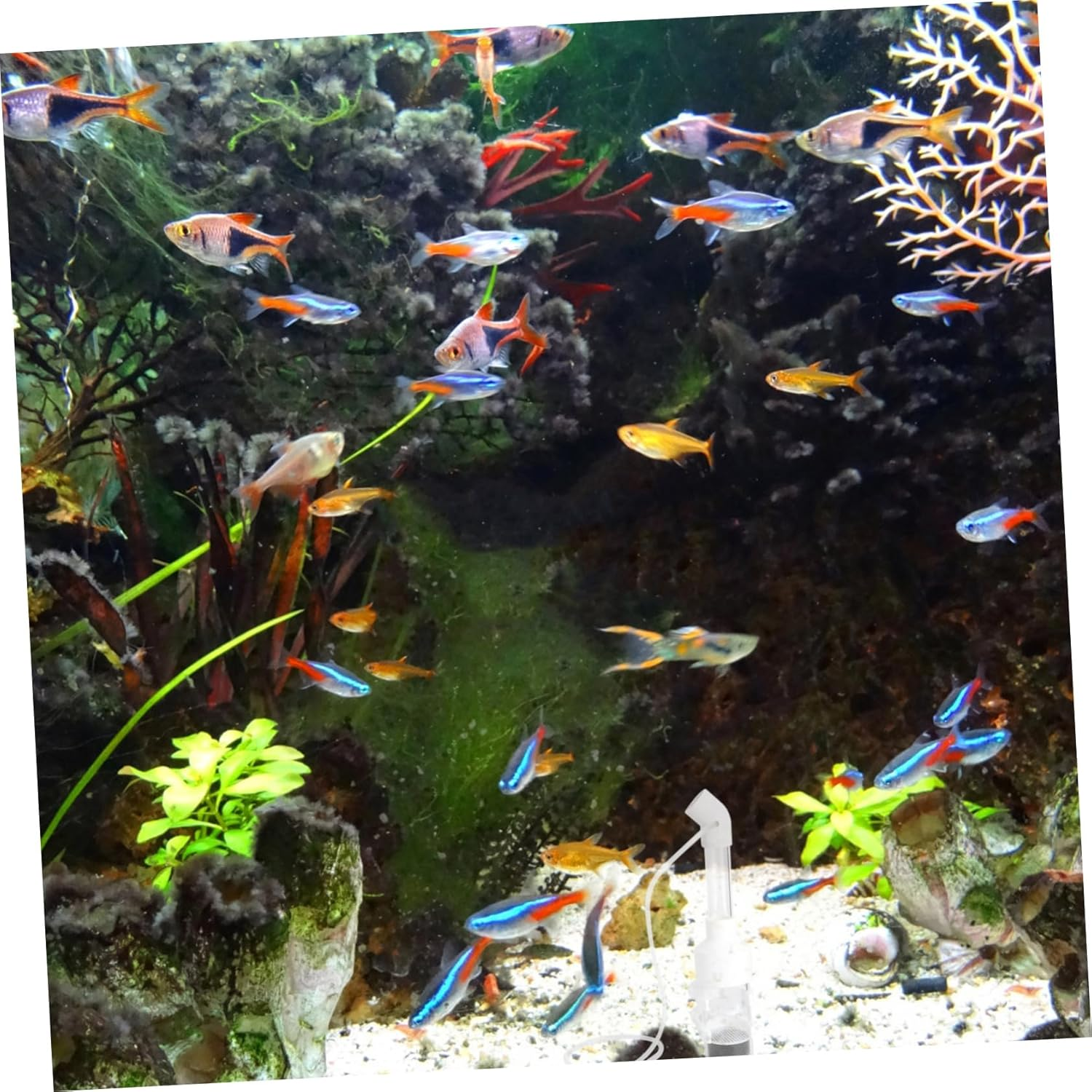 Gatuida Cichlid Fish Hatchery Incubator Tank 50Mm Egg Tumbler Mouth-Brooding Fish Breeding Equipment for Aquarium Aquatic Pets (2Pcs Random Color image number 2