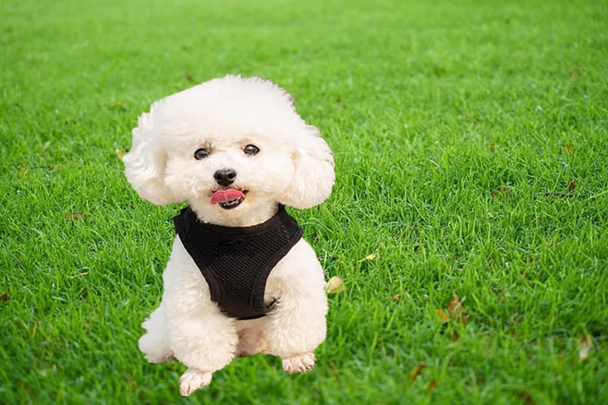 Soft Mesh Dog Harness Air Mesh Dog Harness Dog Cat Vest Harness Breathable Soft Mesh Padding Pet Puppy Cat Comfort Padded Vest No Pull Harnesses (Black, M) image number 1