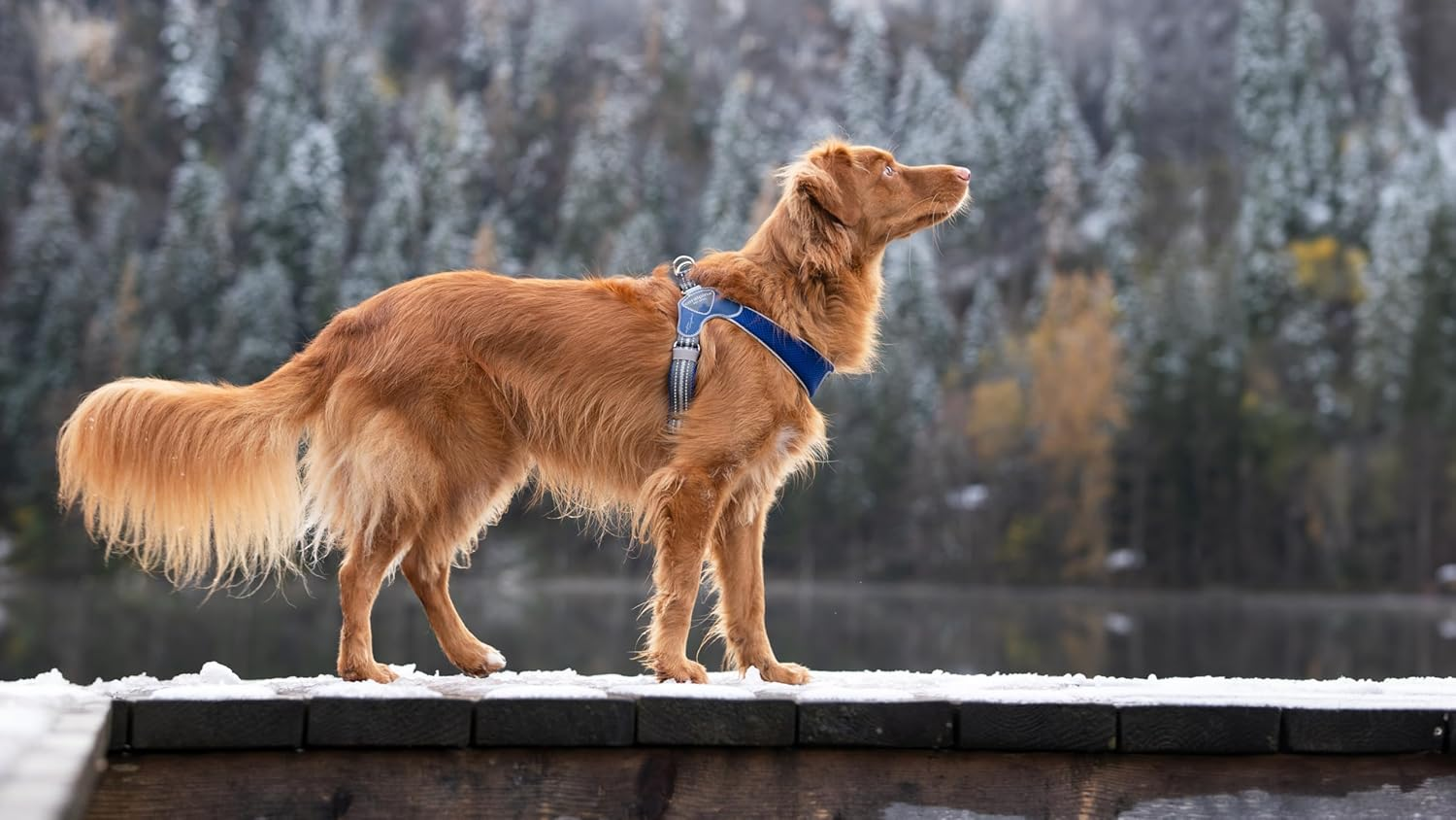 Coralpina - Adjustable Chest Harness for Small to Medium Dogs, Soft and Breathable, Does Not Harm Hair or Hinder Movement, Neon Yellow, Size 1 image number 6