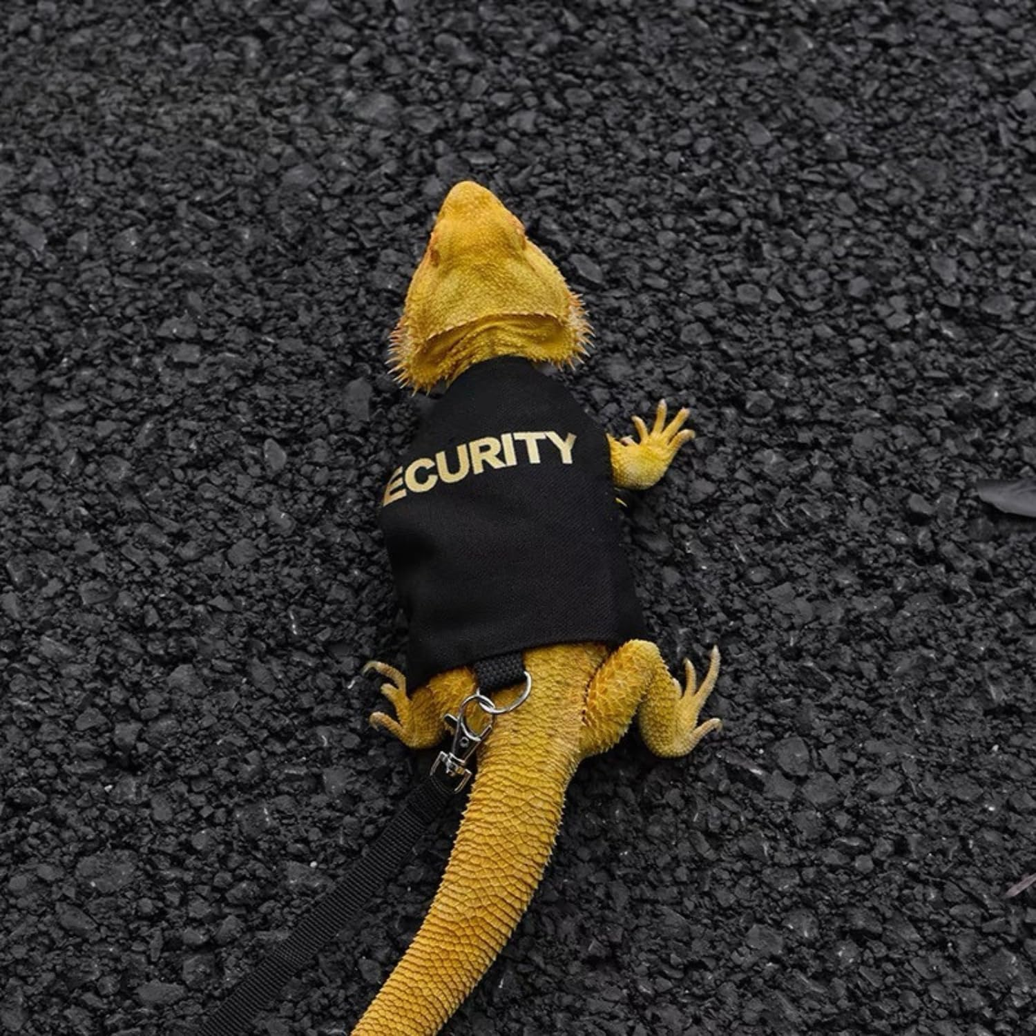 Bearded Dragon Harness and Leash Set - Adjustable Lizard Traction Rope Escape Proof Outdoor Walking Training Leash Reptile Security Costume Accessories for Bearded Dragon Lizard Small Pets (Black) image number 2