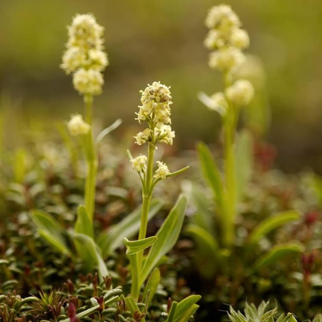 Speick Men Deodorant Spray, 75 Ml image number 1