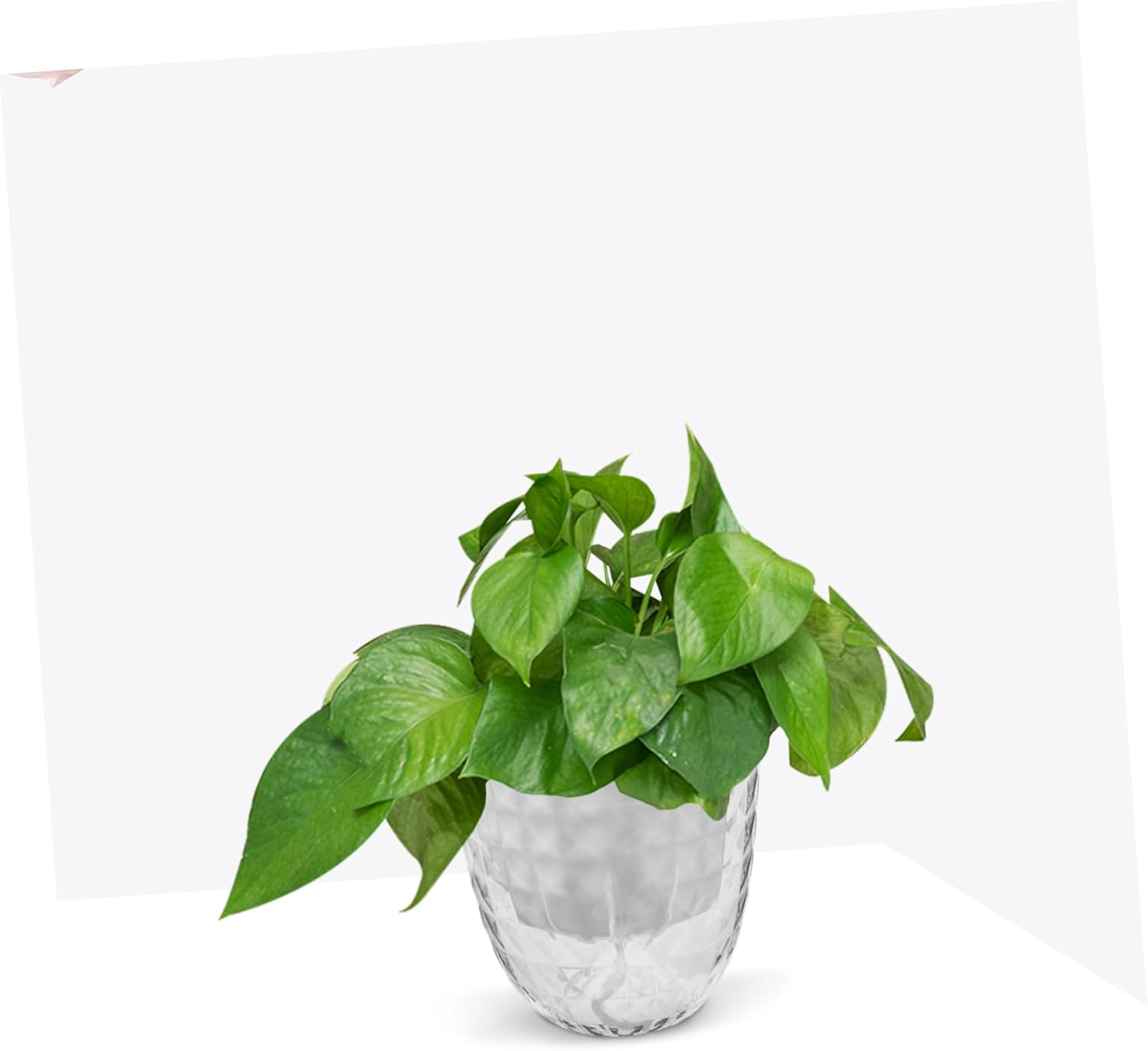 PAMINGONO 3Pcs Clear Self Watering Hydroponic for Indoor Plants Transparent Pots with Automatic Water Supply for Low-Maintenance Growth and Stylish Decor