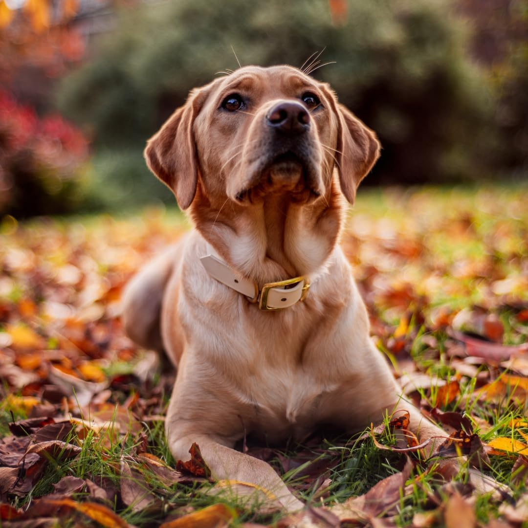 Small Goat Horn 1 Pack, Natural Australian Made Long Lasting Dog Treat Chew, Perfect for Small Breeds