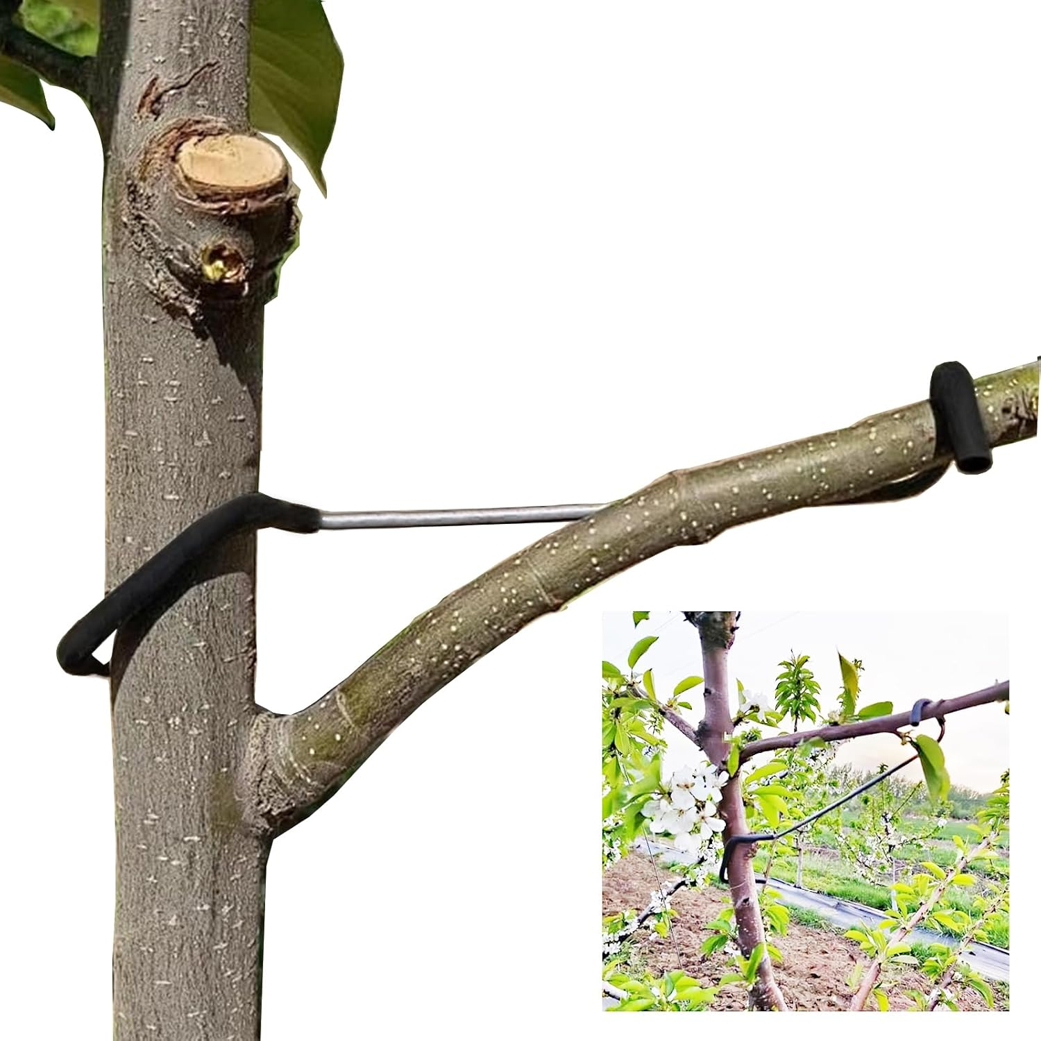 Fruit Tree Branch Spreader 20PCS Fruit Trees Limb Spreader Versatile Durable Solution for Tree Support Branches Extension (7 Inches) image number 2