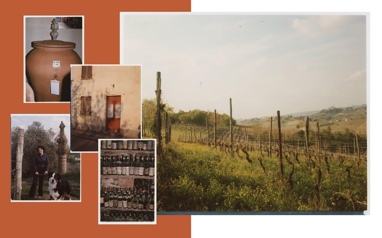 Italian Wine: the History, Regions, and Grapes of an Iconic Wine Country image number 5