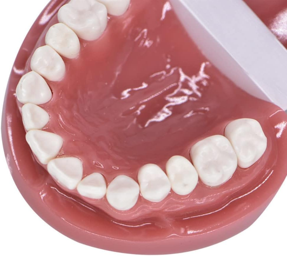 Dental Model Typodont Tooth Model 1:1 Brushing Flossing Practice Teeth Mode Gingiva Visible Anatomic Demonstration for Study Adult Standard Teaching Model image number 6