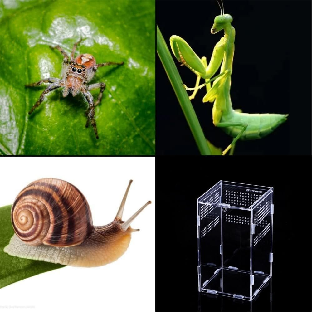 Reptile Terrarium Stick Insect Enclosure Breeding Box 12X12X20 Size Acrylic Material Feeding Case