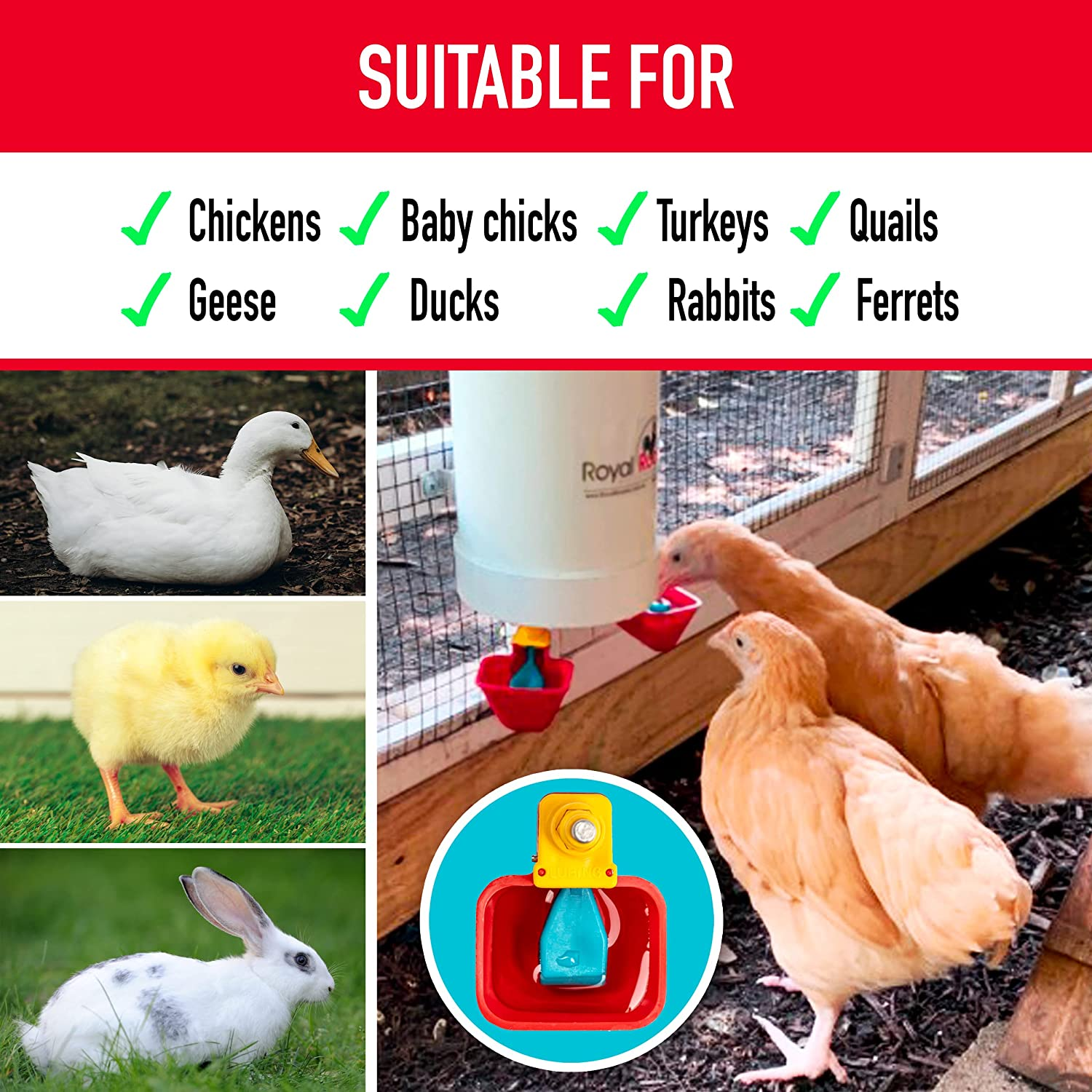Royal Rooster 4 Litre Automatic Twin Chicken Waterer with 2 Gravity-Feed Valve-Operated Cups - Indoor and Outdoor Coop Hanging Chicken, Duck and Poultry Water Dispensing System with 2 Drinking Cups