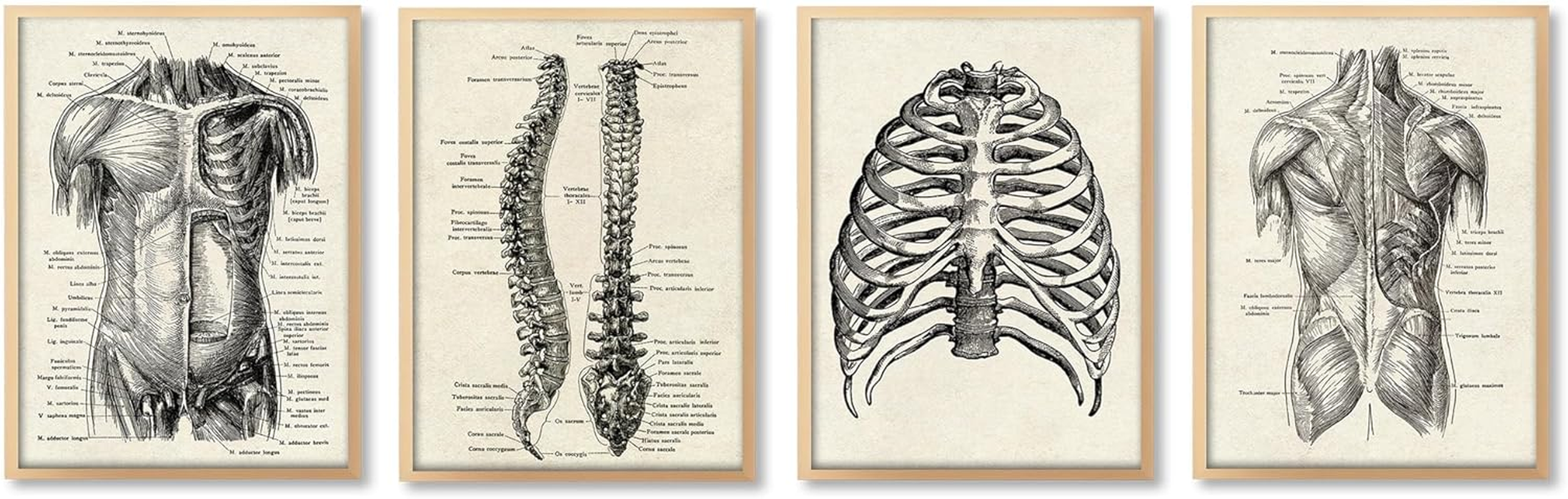 Ohhvvow Human Anatomy Artwork Medical Wall Picture Muscle Skeleton Vintage Poster Nordic Canvas Print Education Painting Modern Decor(Unframed)