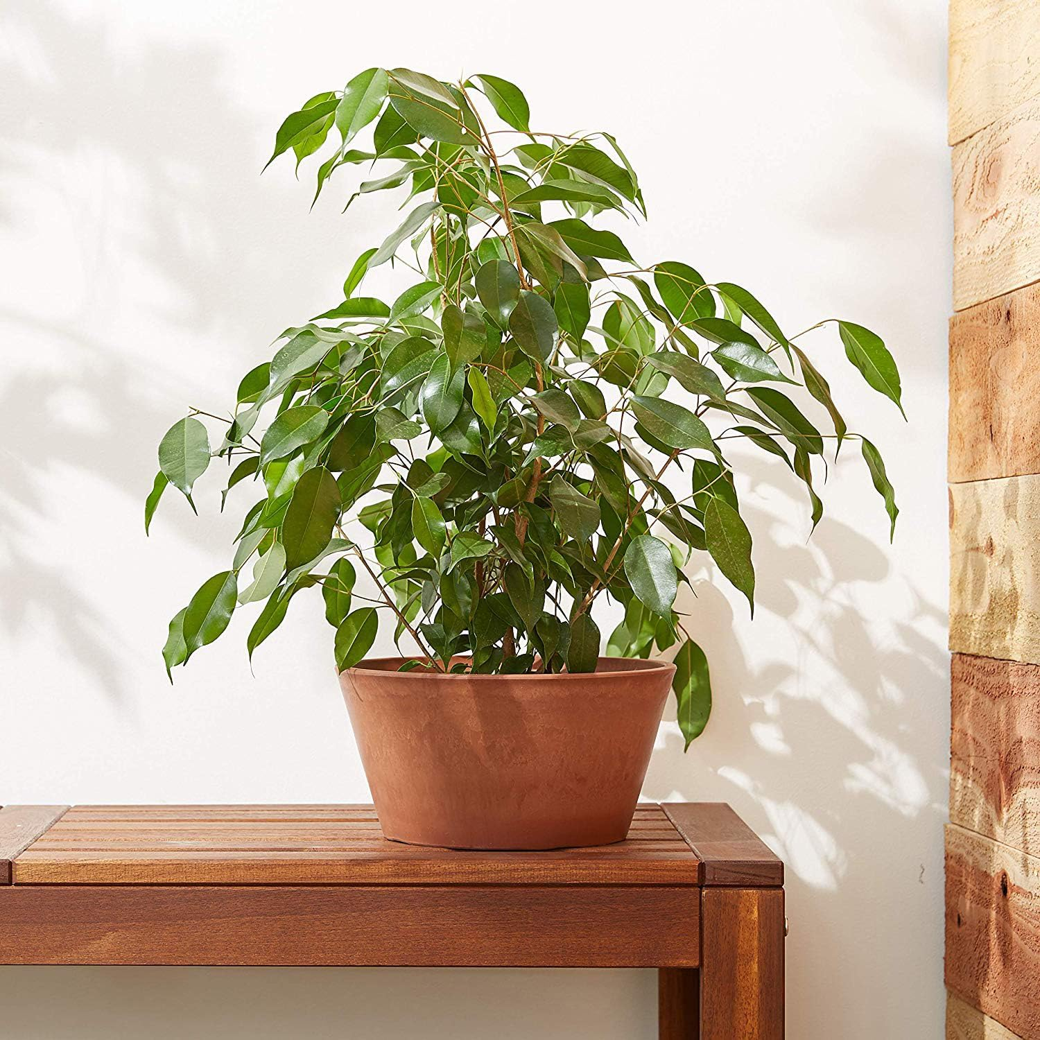 Arcadia PSW TD25TC Sleek Bulb Pan, 10 by 5-Inch, Terra Cotta image number 6