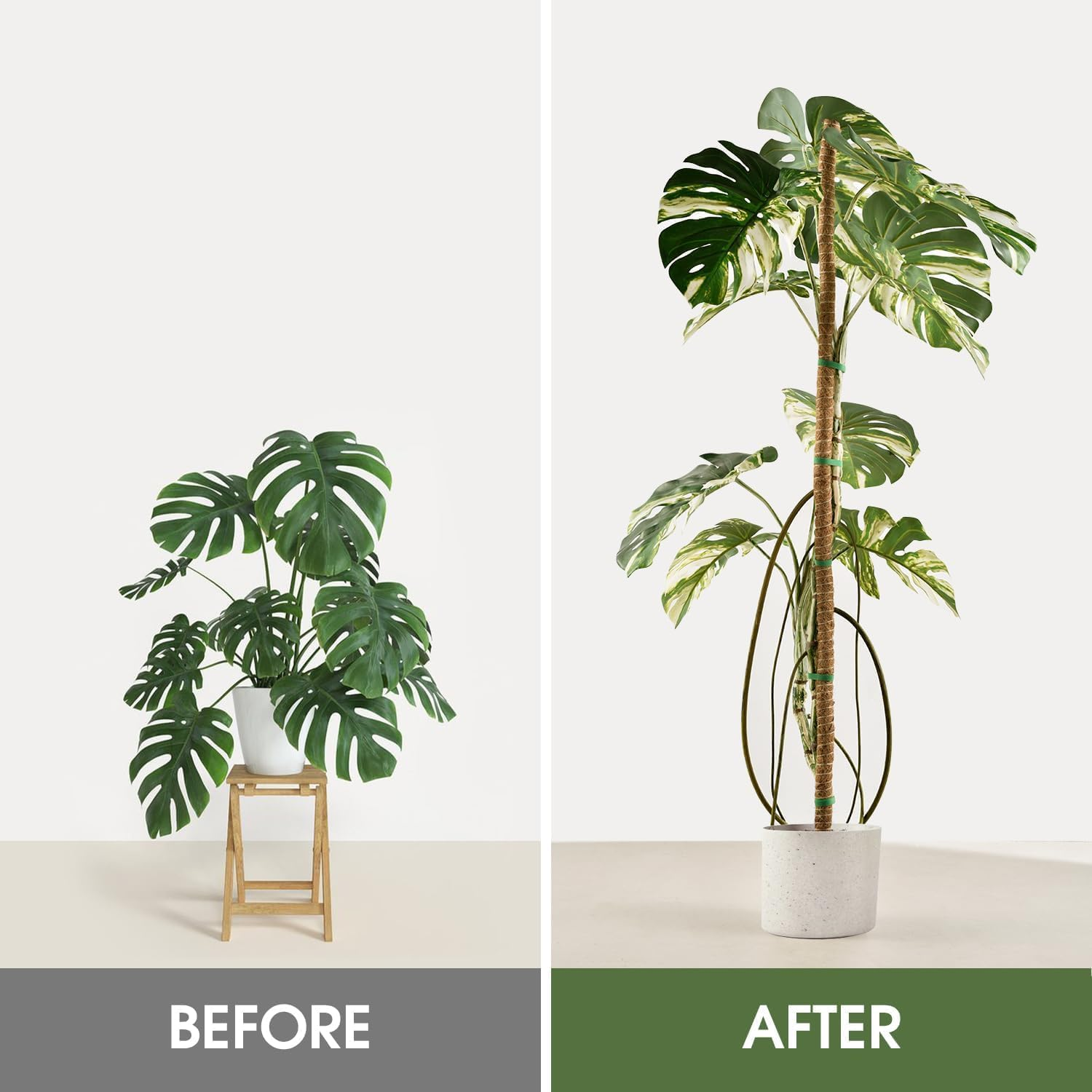 Mumiuu 2 Pack Moss Pole, 63 Inch Bendable Plant Support Sticks for Climbing Plants, Brown, Fiber & Aluminium image number 2