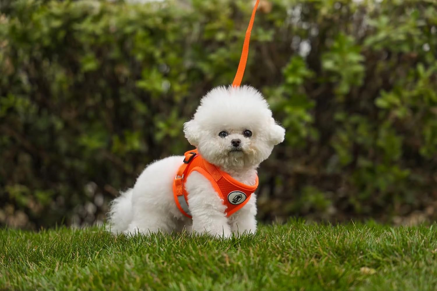 4M Pets Cats and Dogs Vest Harnesses with Leash Reflective,Dog Vest Harness, Reflective & Adjustable Harness for Small to Medium Dogs (Orange, XL) image number 1