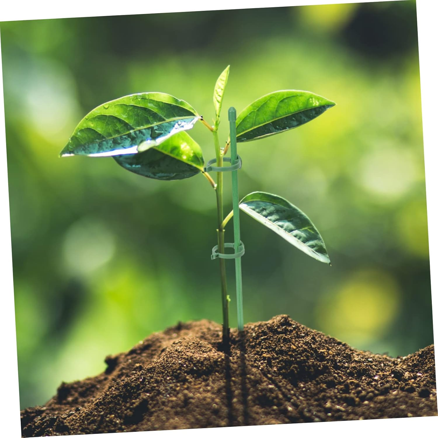 Toddmomy 10Pcs Orchid Support Sticks Plant Training Stakes for Climbing Adjustable Buckle Garden Flower Support Stakes Fiberglass Plastic image number 6