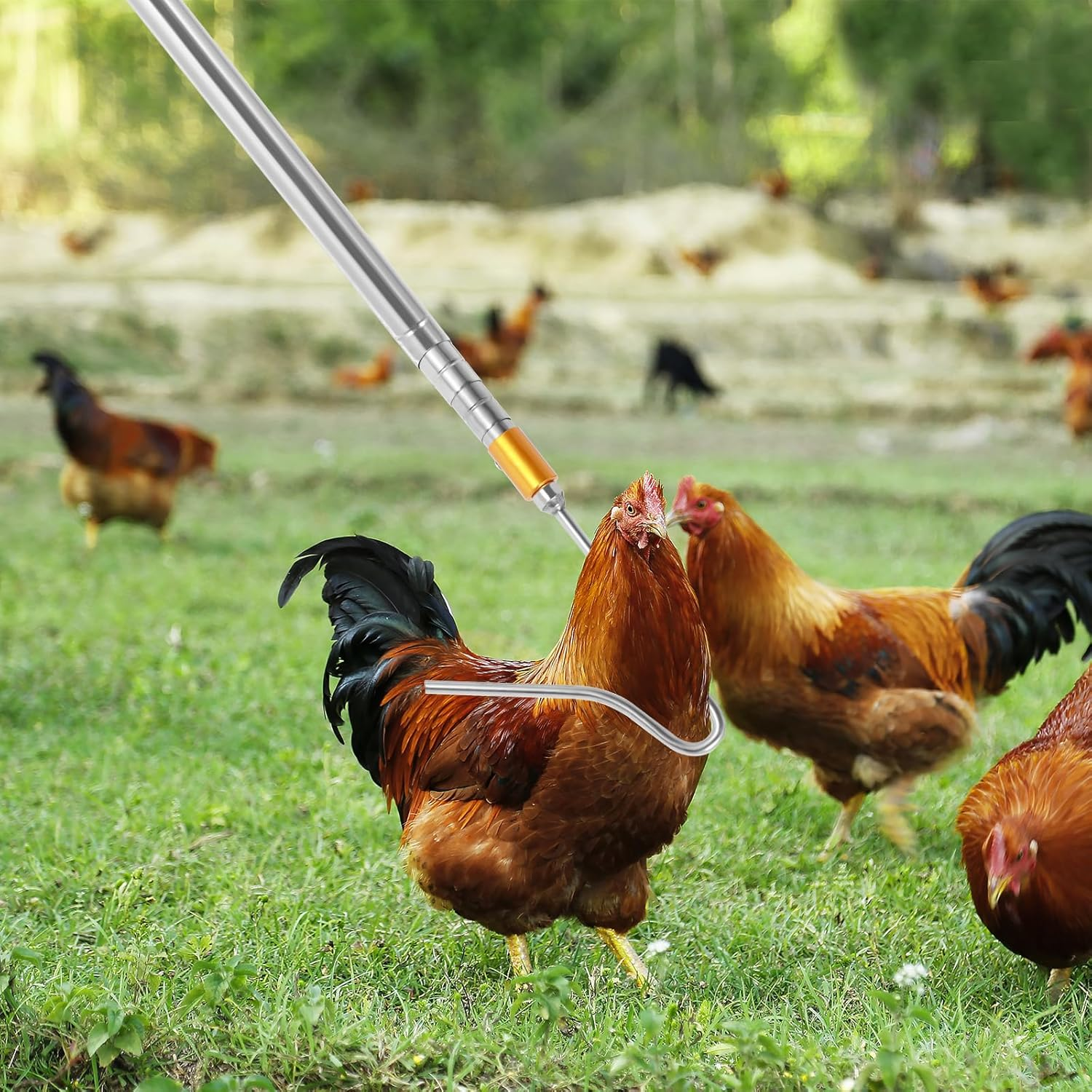 Telescopic Chicken Net Catcher 58.5 Inch Chicken Catching Net with Handle Stainless Steel Pole Poultry Catcher Leg Hook for Catching Poultry Chickens Turkeys Geese Ducks Fish