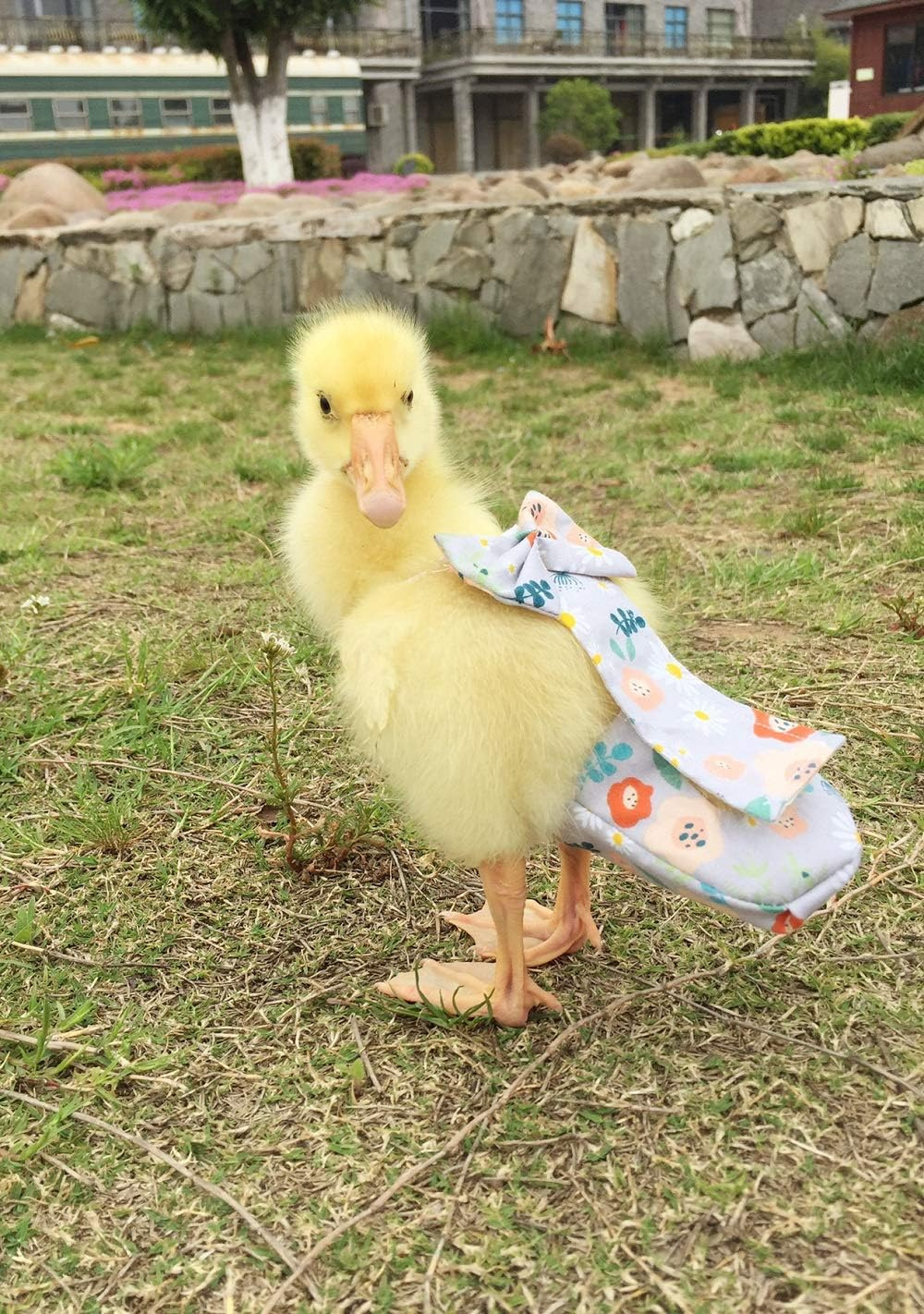 Poultry Diapers - Waterproof, Adjustable, Washable and Reusable for Chicken, Duck and Goose - Poultry Supplies (9Xl:4000G-5000G) image number 1