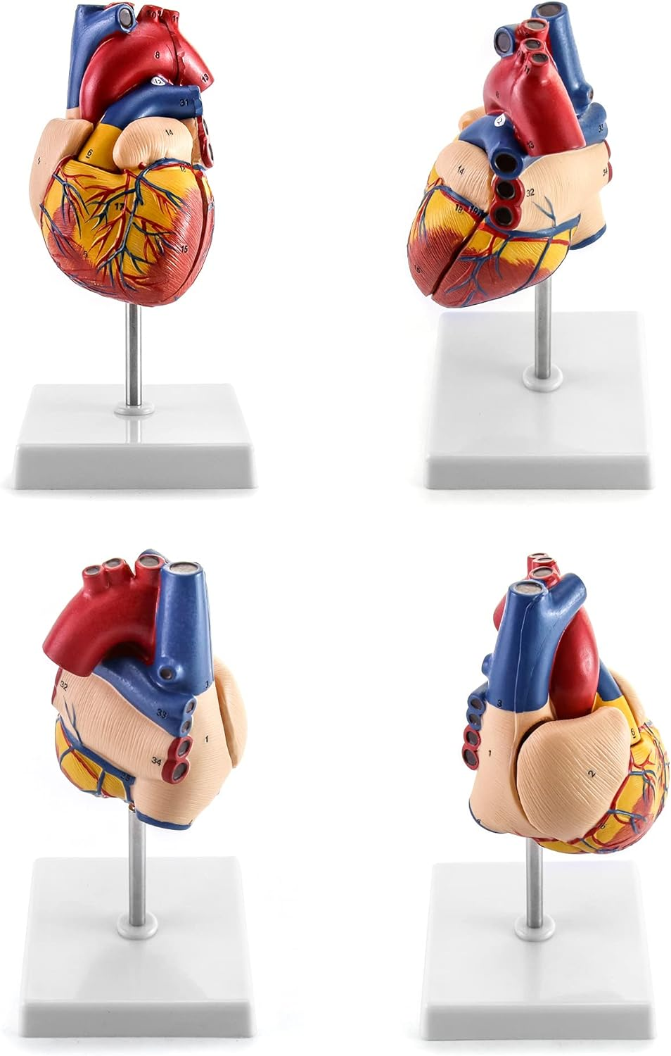 QWORK Human Heart Model, Anatomically Accurate Numbered 2-Part Life Size Heart Medical Model with 34 Anatomical Structures, Held Together with Magnets on Base image number 3
