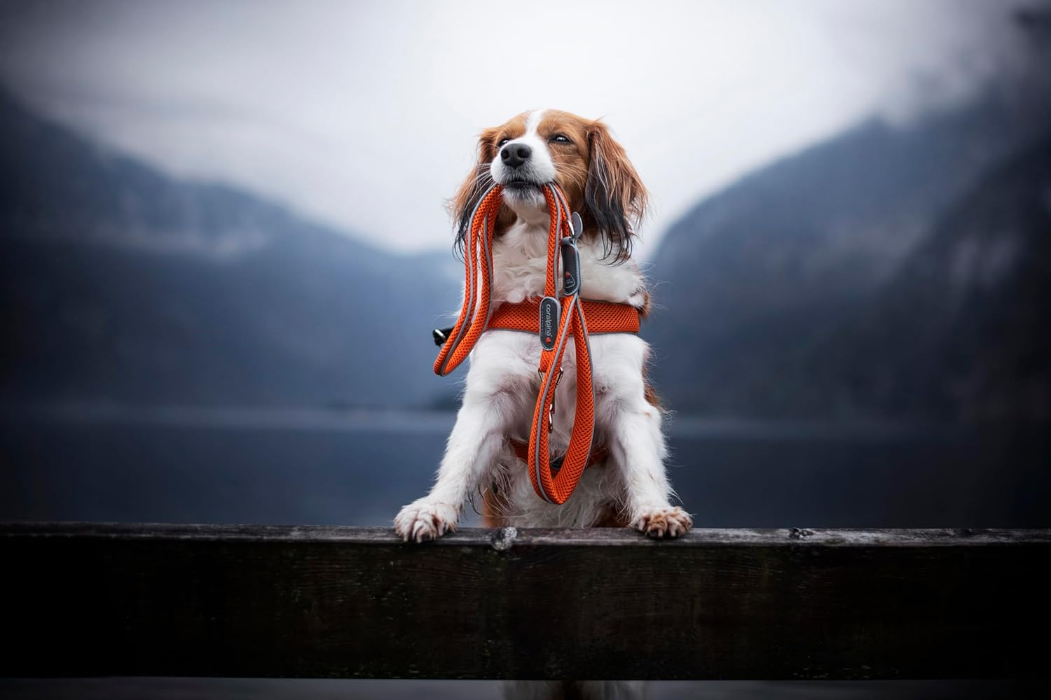 Coralpina - Cinquetorri Simple and Durable Dog Lead with Reflective Parts and Padded Handle with Ring for Bag Holder, Dark Black, Size 4/6 image number 1