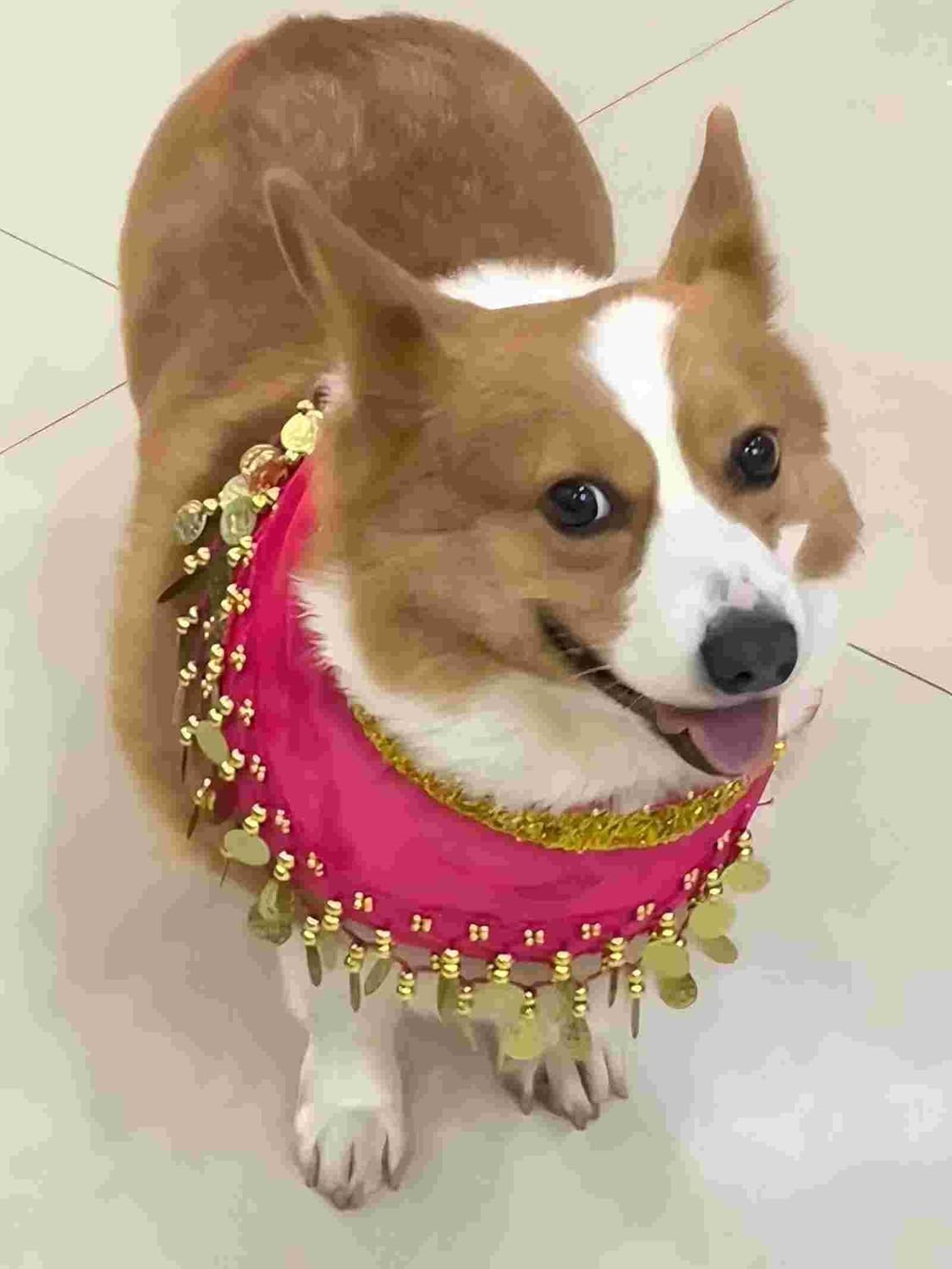 Dog Belly Dance Costume,1Pc Pet Hip Scarf Waist Chain, Dog Waist Chain Butt Curtain Cloth,Puppy Shaking Hip Dance Hip Scarf,Belly Dance Style Dog Costume