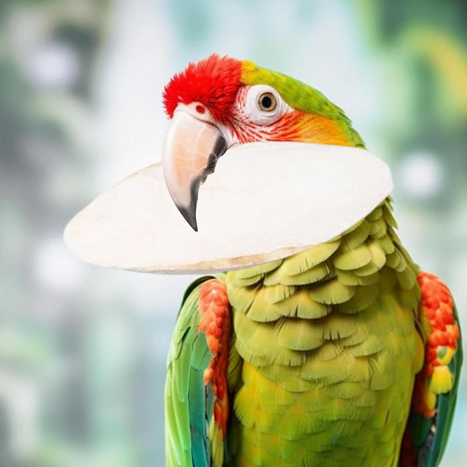 Birds Cuttlebonne - 10 Cuttlefish Bonne | 9-12Cm Parrots Bonne | Natural Cuttlefish Bonne | Bird Calcium Source, Natural Cuddle Bonne Toy for Reptiles, Turtles, Cockatiels image number 2