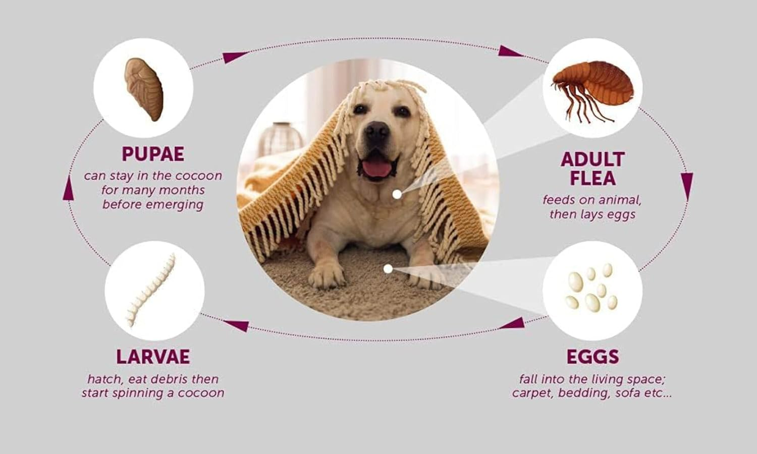 Flea Collar for Dogs 8 Months Natural Flea and Tick Collar Dog Protection Adjustable Dog Flea Collar for Small, Medium, Large Puppy Effective & Waterproof Lice, Tick and Larvae Repellent for Dogs image number 1