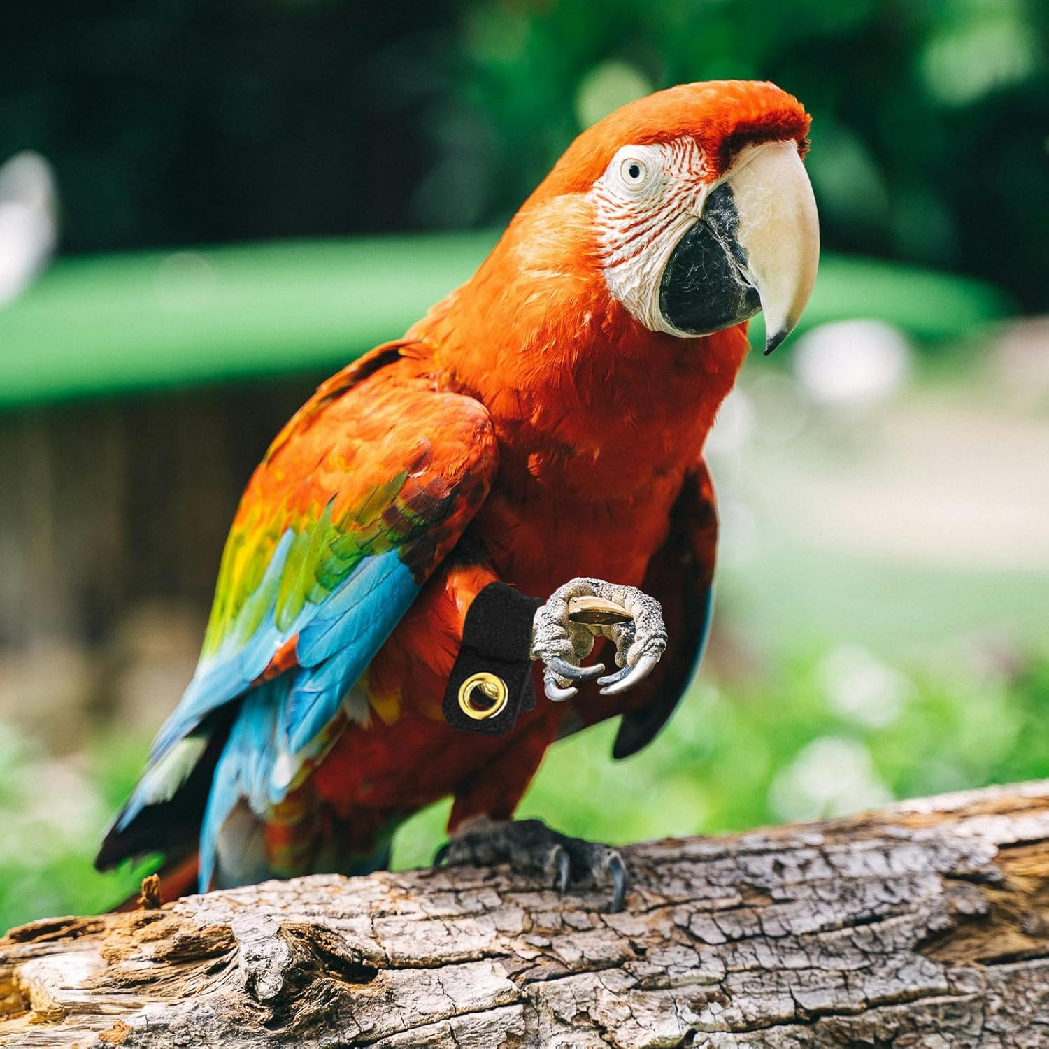 NUOBESTY 4 Sets Suede Cloth Bird Leg Rings Parrot Ankle Bands with Open Design for Pigeon Foot Protection and Bird Identification Suitable for Cockatiels and Budgerigars