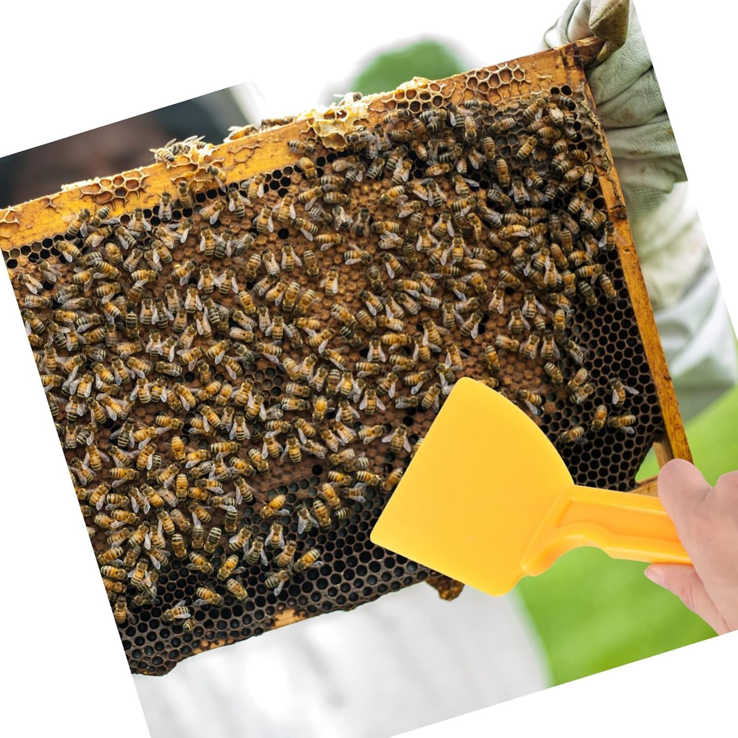 Coehaopike 2Pc Plastic Honey Spatula Honey Uncapping Scraper Honey Uncapping Tool Honey Collector Beekeeping Tools Honbee Scraper Beekeeping Equipment Hive Accessories Honey Extractor Yellow image number 2