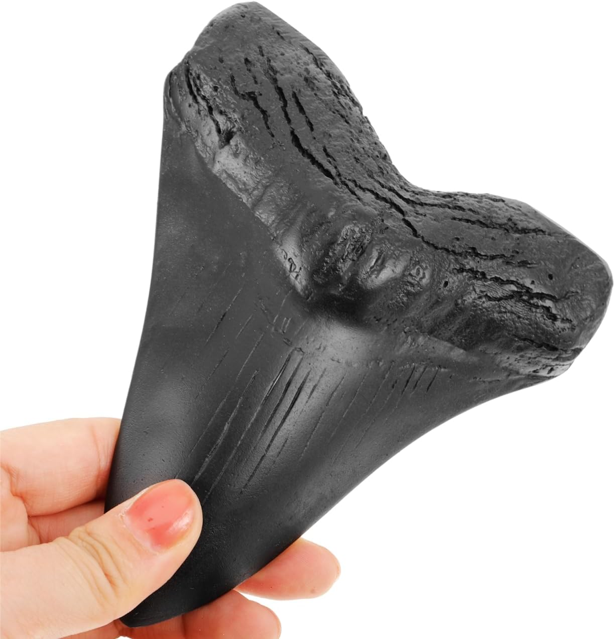 STOBAZA Megalodon Teeth Realistic Giant Shark Tooth Model Resin Collectible for Home Office Paleontological Decor 5.31X4.53X0.79In image number 6