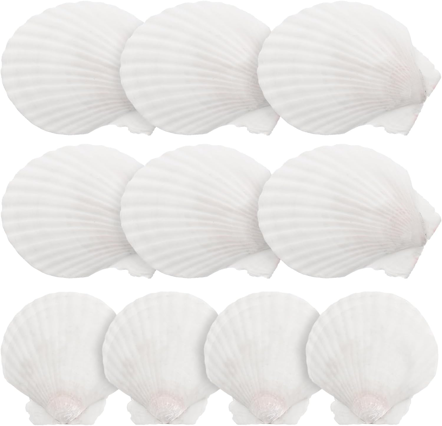 Yardwe Large Natural Scallop Shell Decoration Set 7X7 Inches White Seashells for DIY Crafts Home Decor Candle Making Aquarium Ornament Wreath Embellishment image number 1