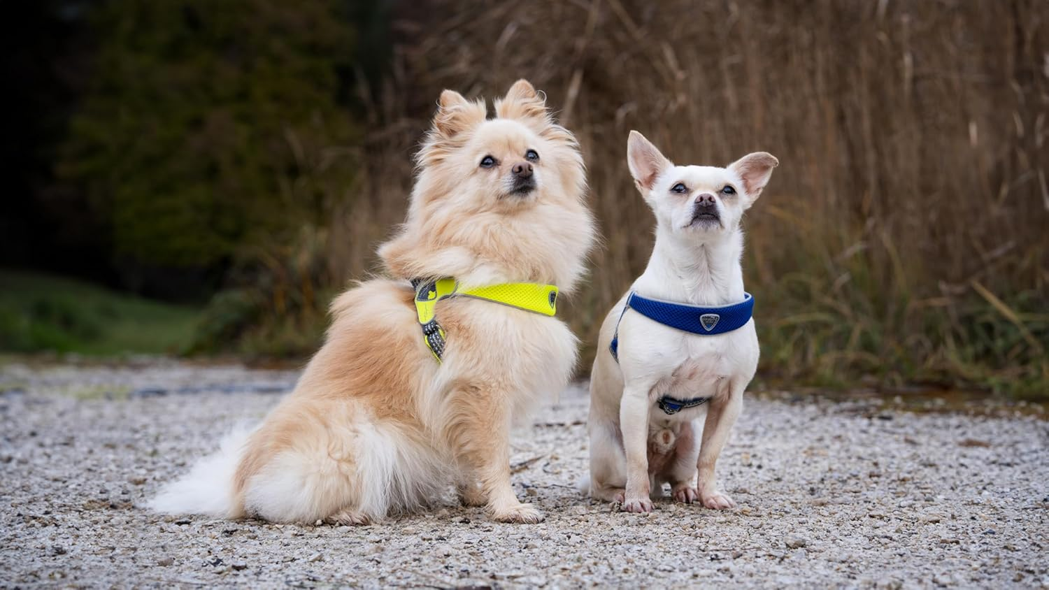 Coralpina - Adjustable Chest Harness for Small to Medium Dogs, Soft and Breathable, Does Not Harm Hair or Hinder Movement, Neon Yellow, Size 1 image number 5