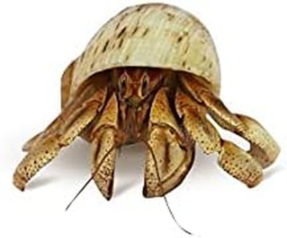 Undercover Large Spare Shell (K093) image number 4