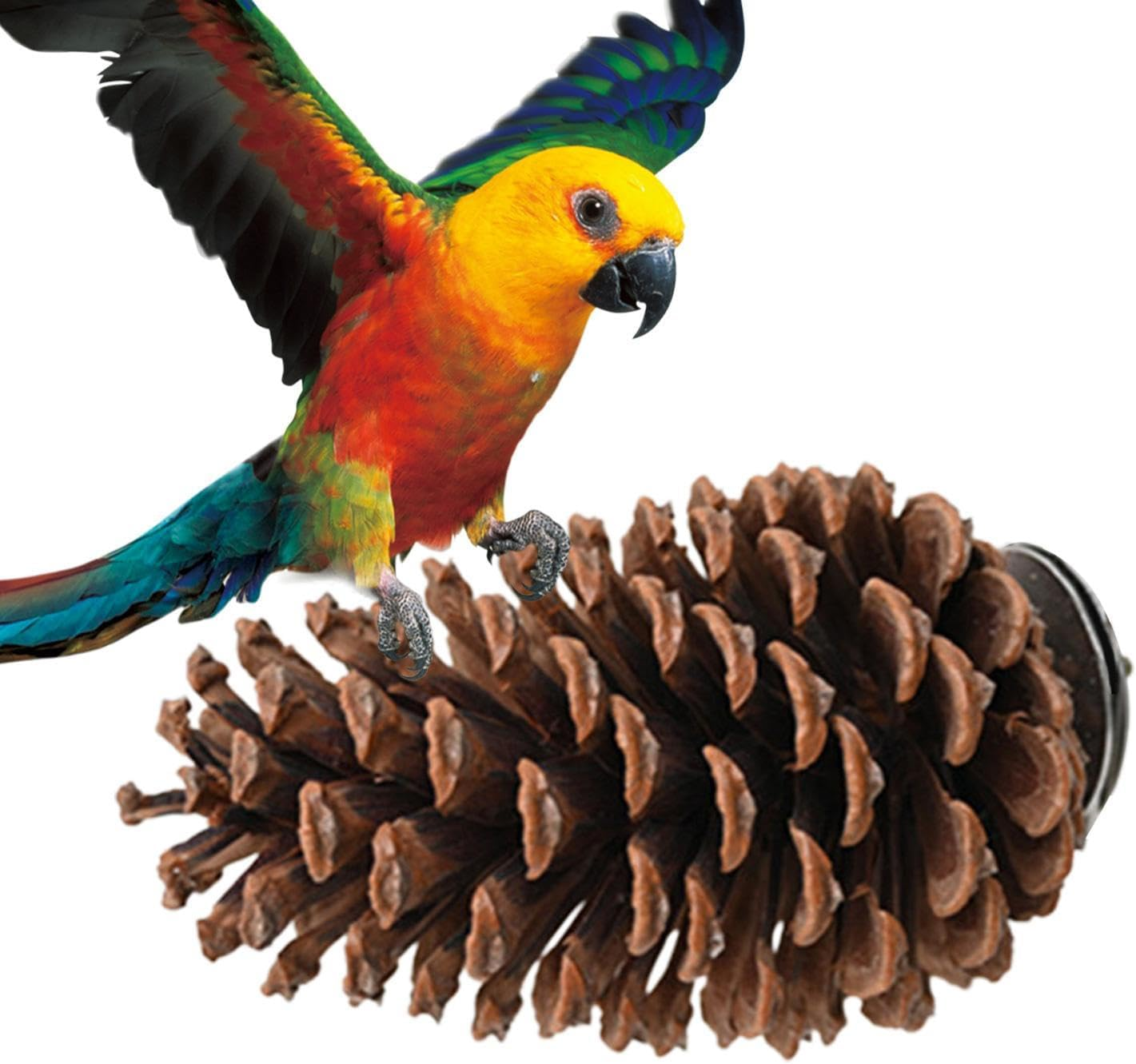 Natural Pinecone Bird,Parrot Stand - Bird Perch, Pinecone, Bird Cage Accessories, Parrot Chew Toys, Paw Grinding Stick, Bird Toys for Parakeets, Bird Perches for Finch, Parakeet Arch-Au image number 5