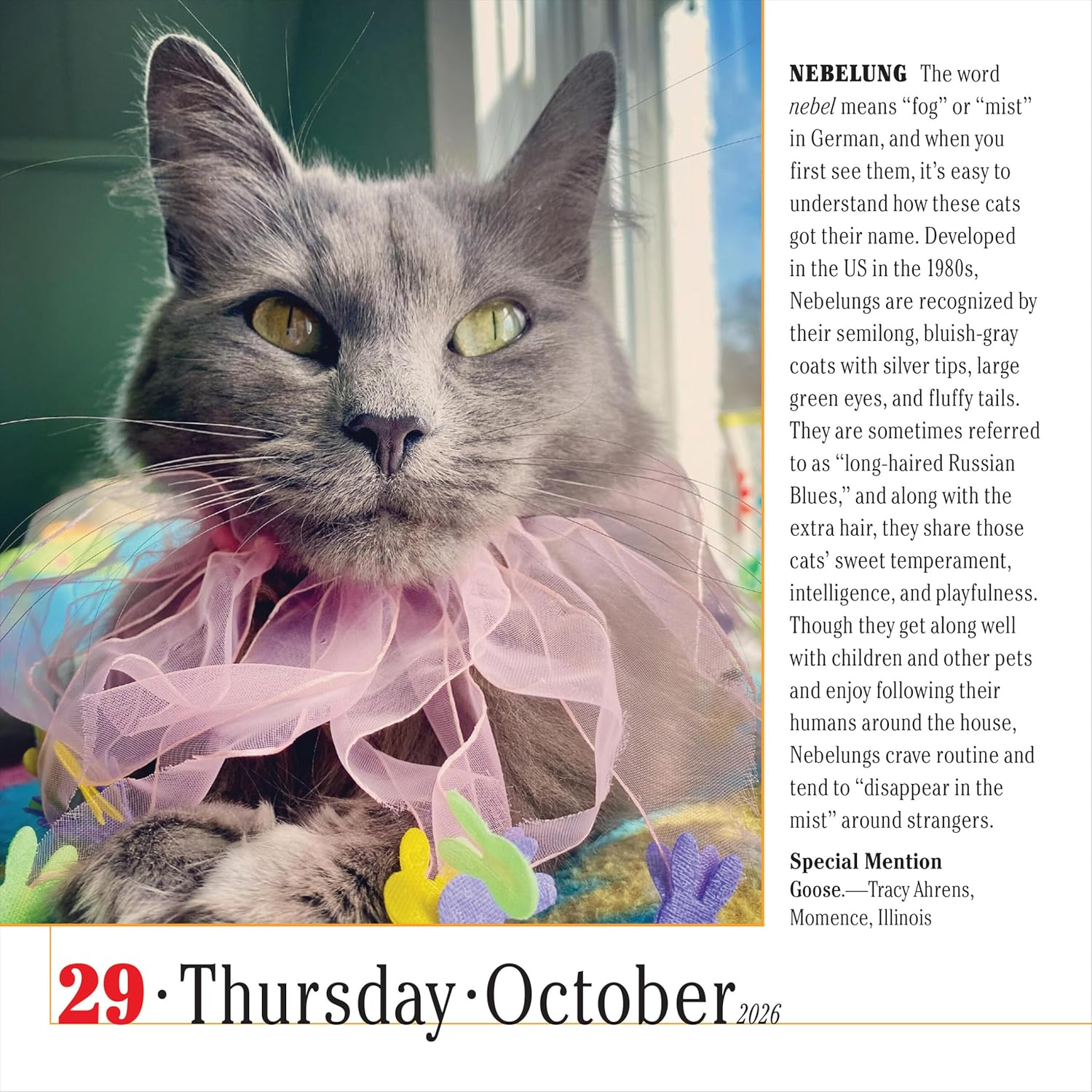 365 Cats Page-A-Day Calendar 2026 image number 4