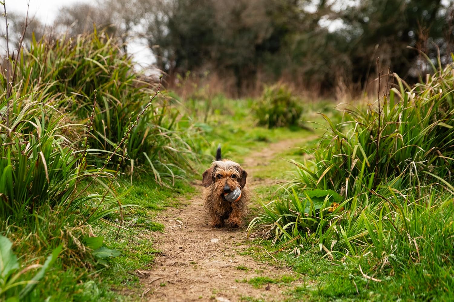 Mountain Paws Dog Tennis Balls High-Visibility & Tough, 3-Pack image number 4