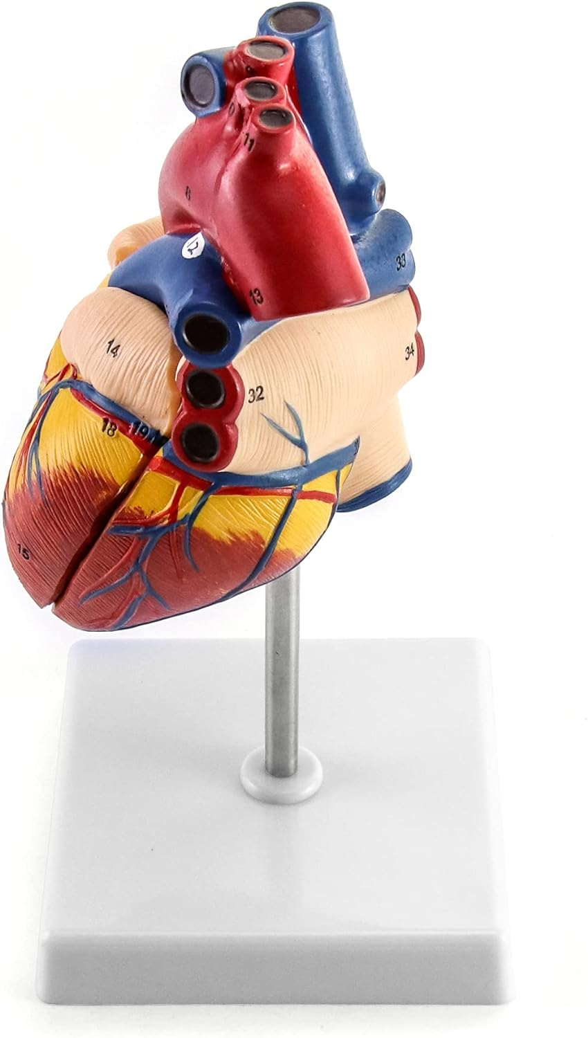 QWORK Human Heart Model, Anatomically Accurate Numbered 2-Part Life Size Heart Medical Model with 34 Anatomical Structures, Held Together with Magnets on Base image number 6