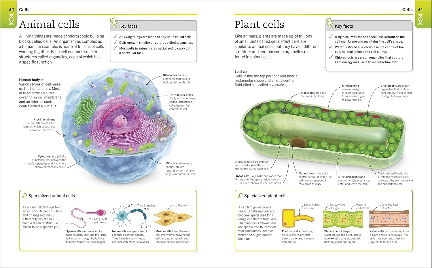 Super Simple Biology: the Ultimate Bitesize Study Guide image number 3