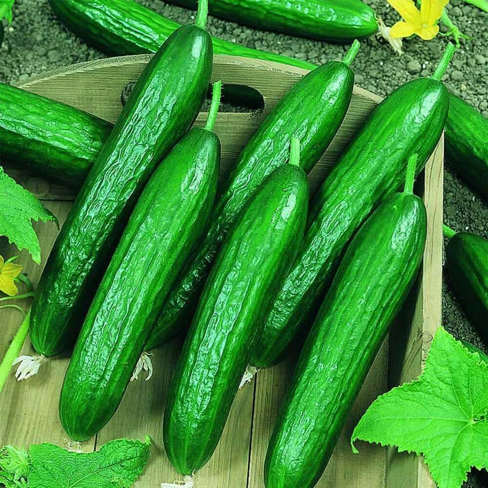 Lebanese Cucumber 10+ Seeds Heritage Vegetable Garden Smooth Burpless