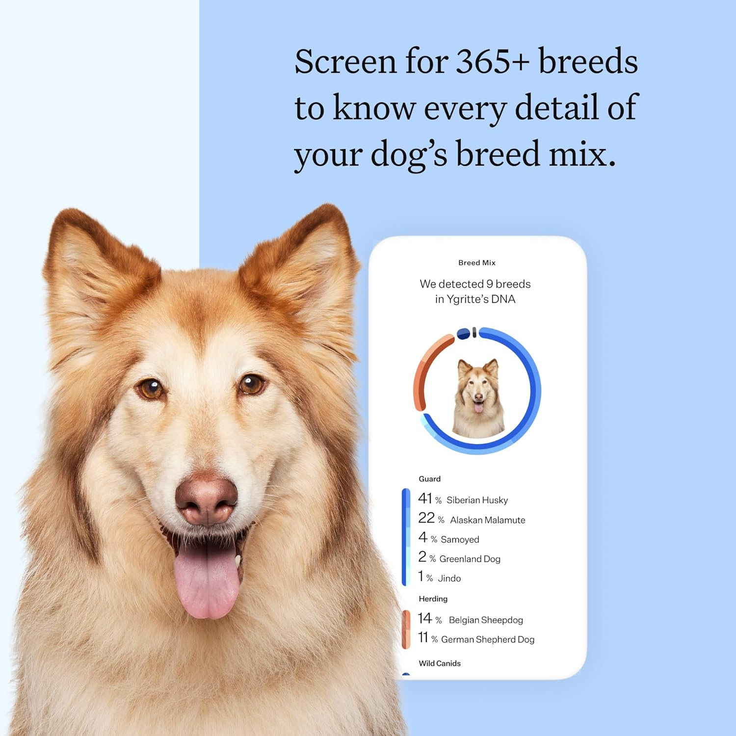 Wisdom Panel Breed Discovery Dog DNA Kit: Most Accurate Dog Breed Identification, Test for 365+ Breeds, MDR1 Health Test, Ancestry, Relatives image number 6