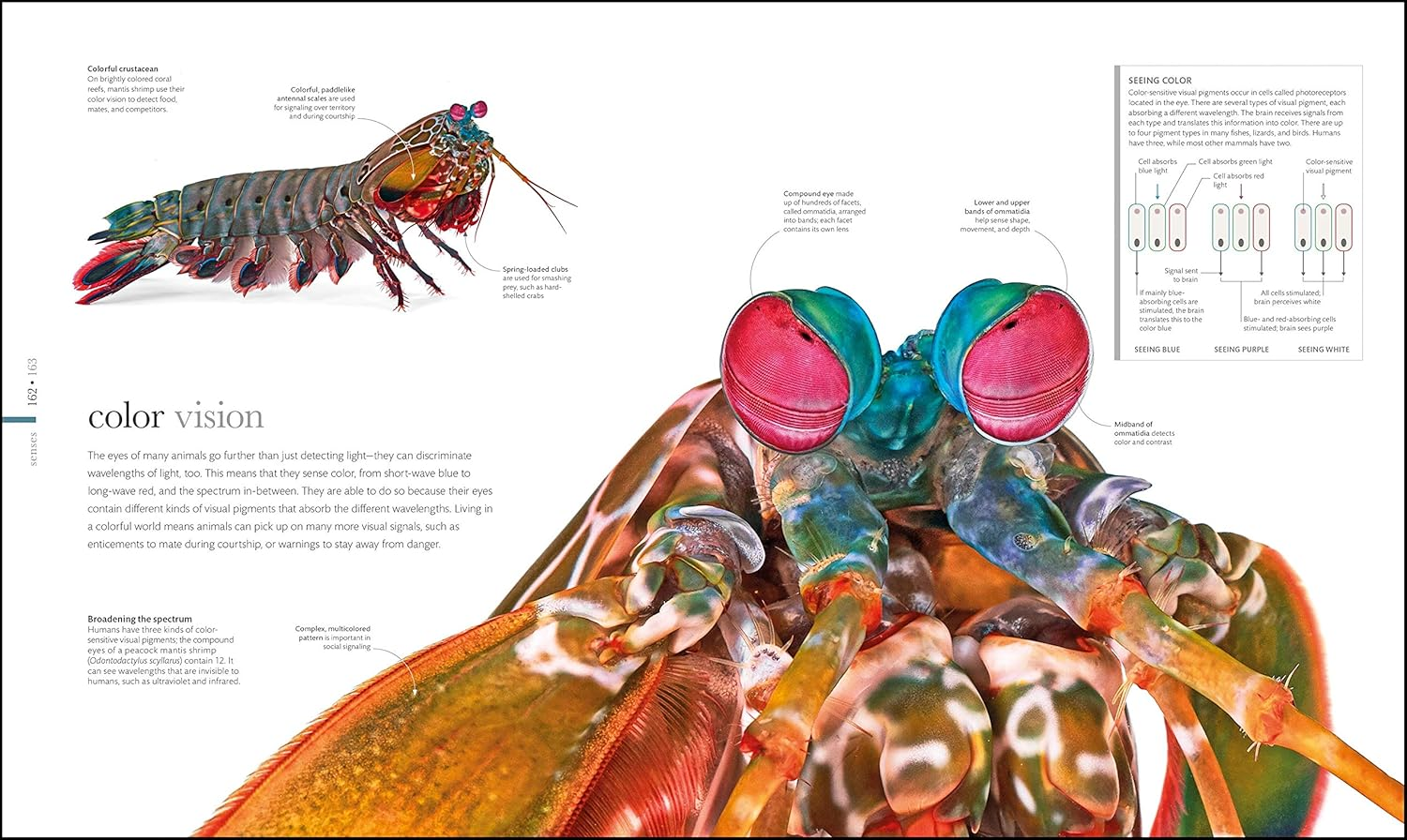 Zoology: inside the Secret World of Animals image number 4