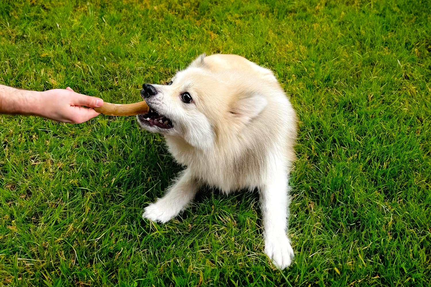 Dog Chew Elbow - Gorilla Chew, Large, Long Lasting Wood Chew for Dogs S (Single) image number 3