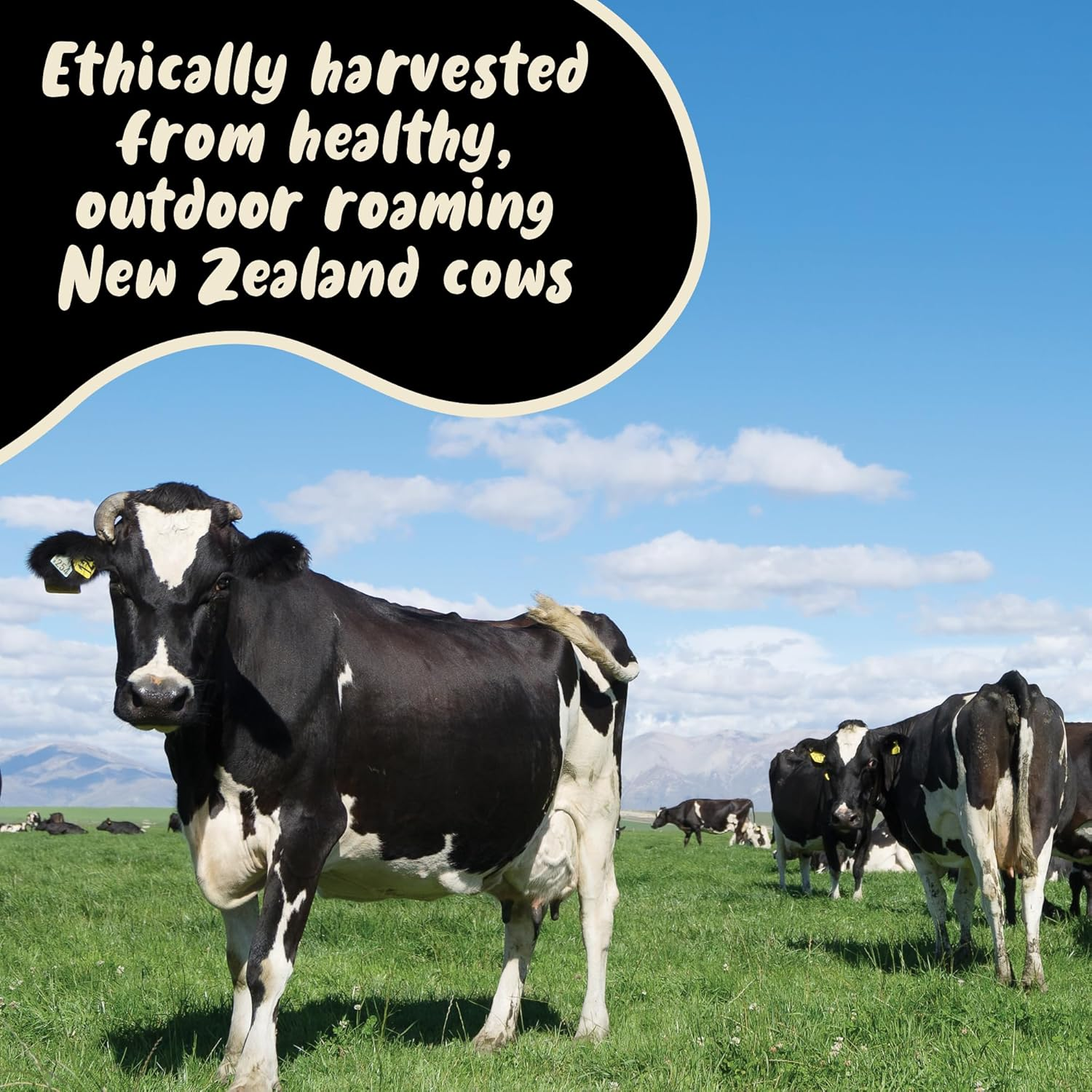 Colostrum Capsules by Holy Cow Health - Pure + Undiluted, Ethically Sourced from New Zealand - Supports Gut Health, Immunity + Overall Well-Being image number 6