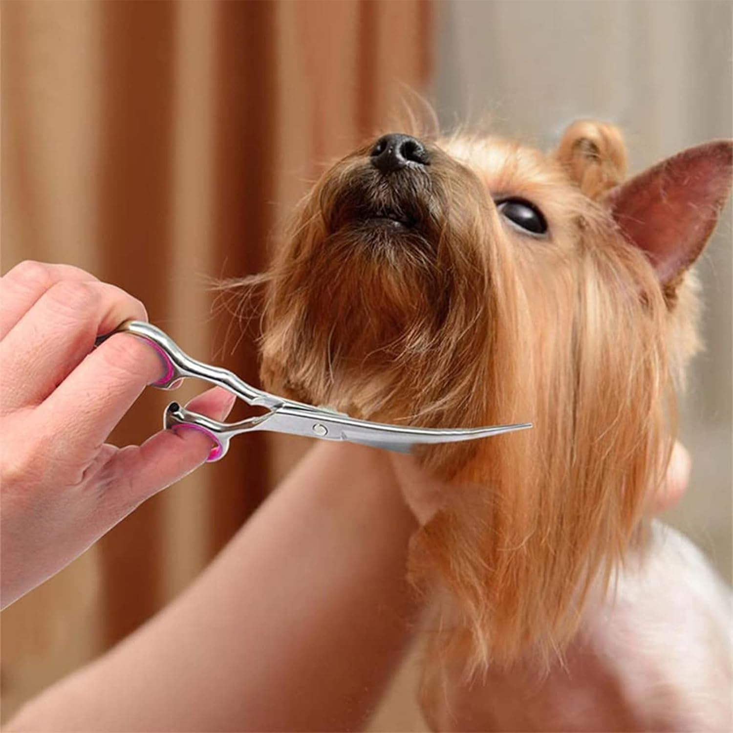 Pet Scissors, Grooming Scissors, 6 Inch Professional Stainless Steel Dog Grooming Scissors for Dogs, Cat Hair Scissors for Dogs, Paw Scissors, Curved Scissors (A) image number 4