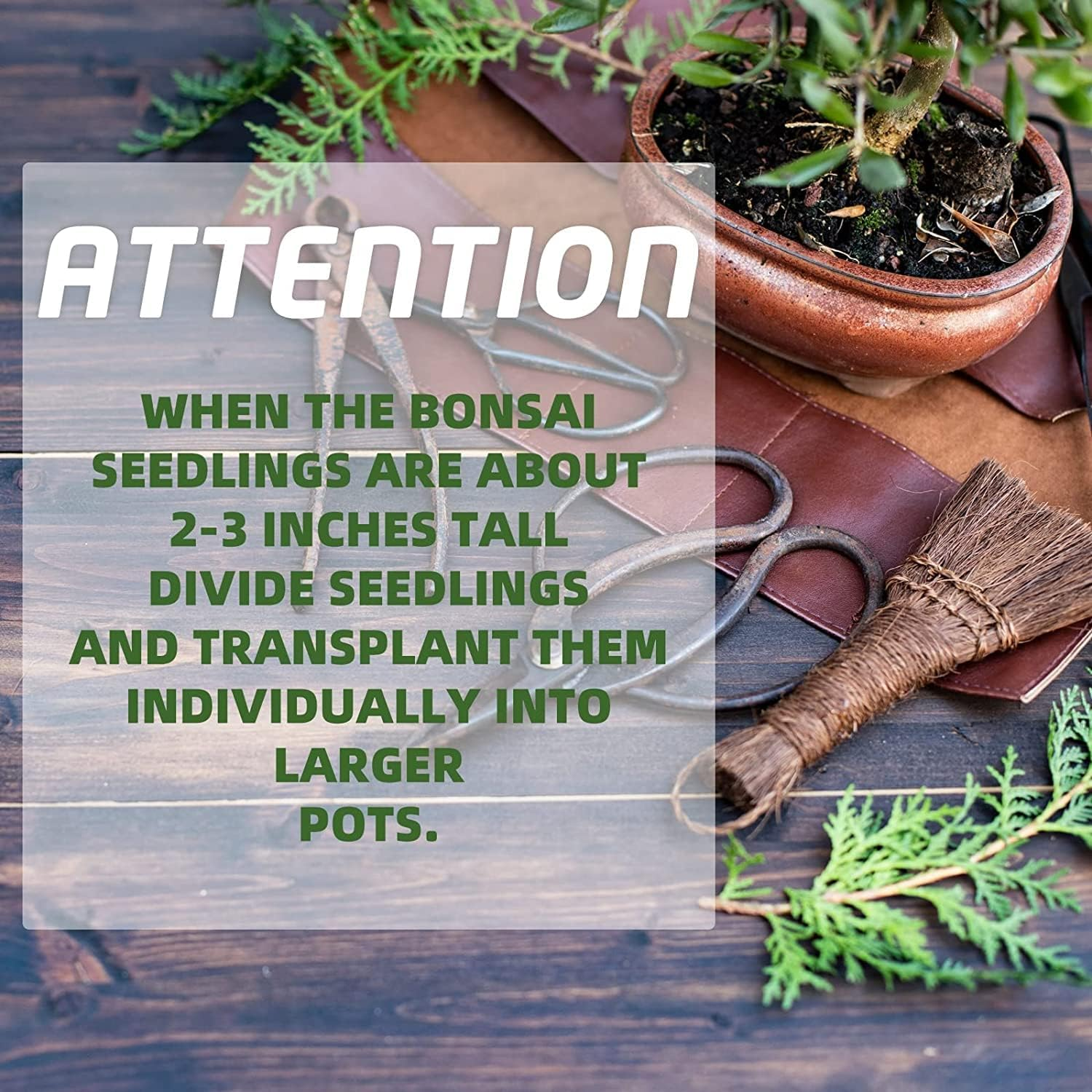 Meekear Bonsai Tree Kit with Complete Plant Growing Tools,Grow in Pot Indoor Bonsai Tree Starter Kit,Home Gardening DIY Gift for Adult (Growing into Acacia,Wisteria,Sakura,Red Maple,Black Pine),Green